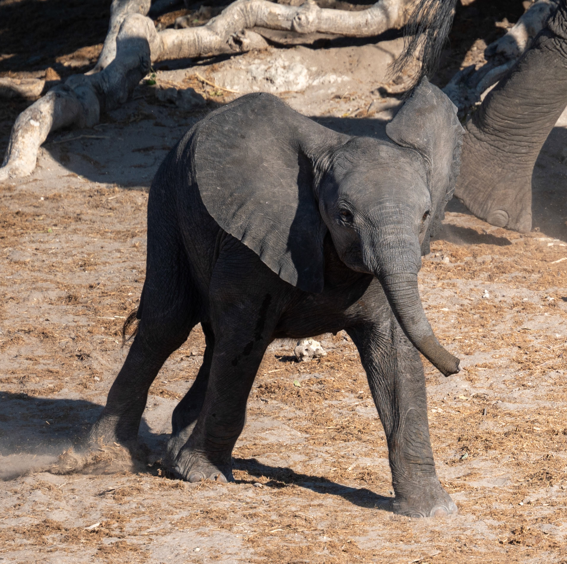 Playful young elephant, Chobe National Park, Botswana, Africa