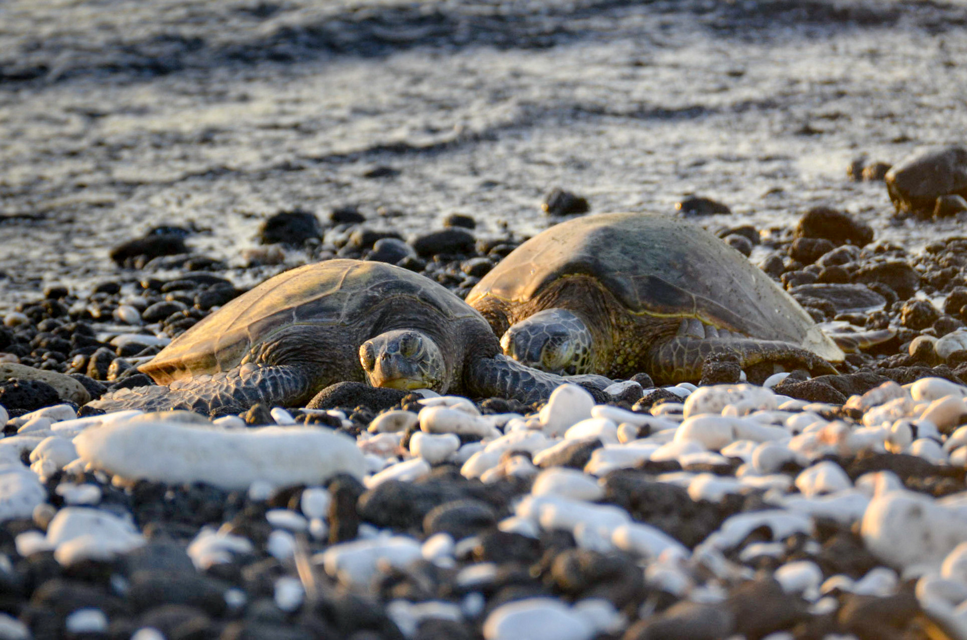 Sea Turtles on the beach - Waimea, Hawaii