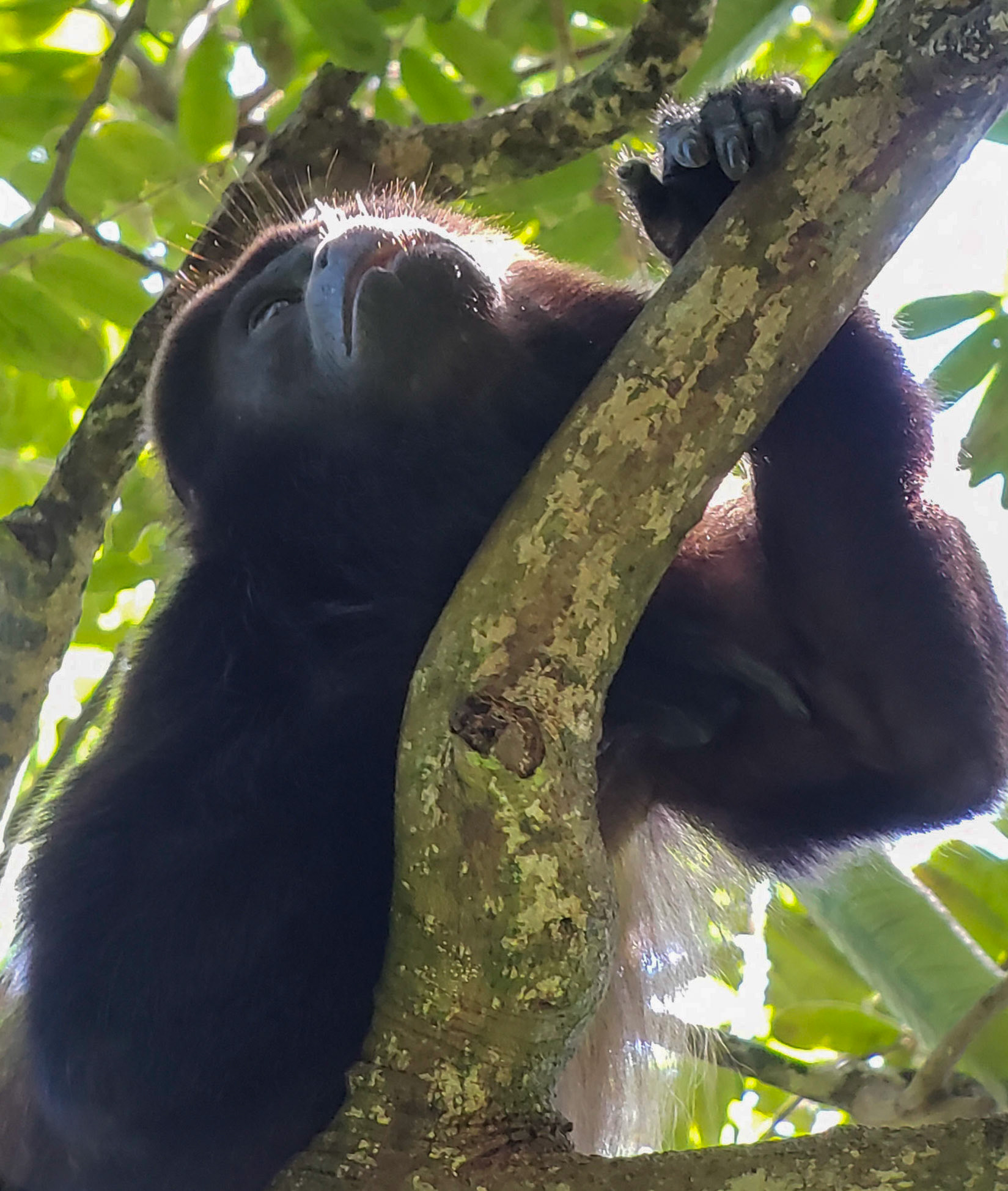 Howler Monkey @ Arenas del Mar, Manuel Antonio, Costa Rica