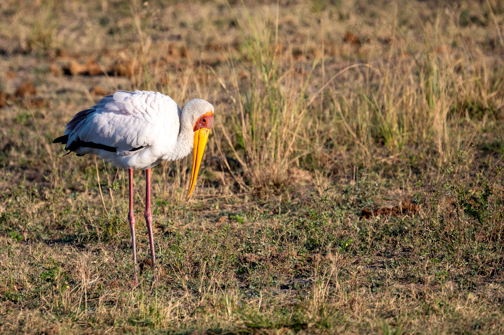 Yellow-Billed Stork, Chobe National Park, Botswana, Africa