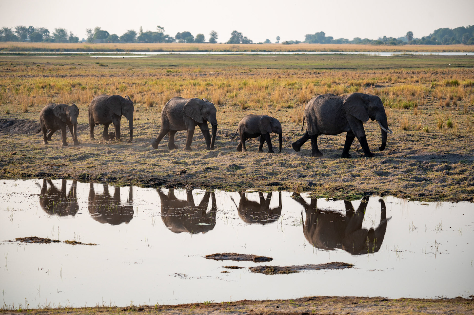 Elephant family, Chobe National Park, Botswana, Africa
