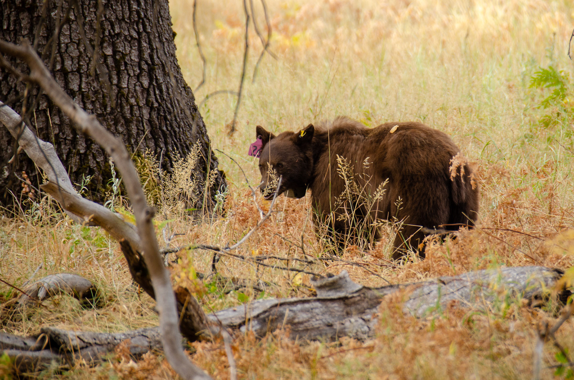Yosemite, California