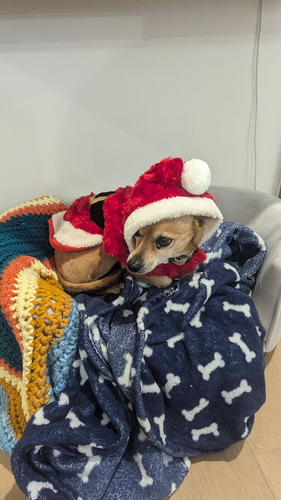 J.D. (Just Dog)