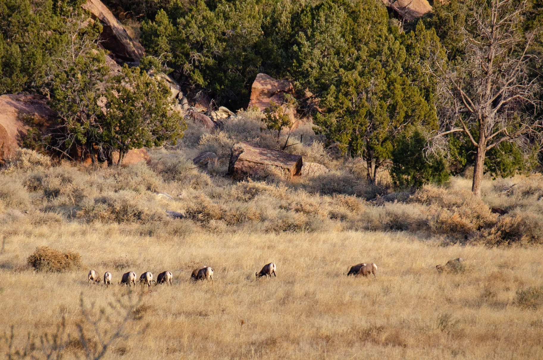 Zion National Park