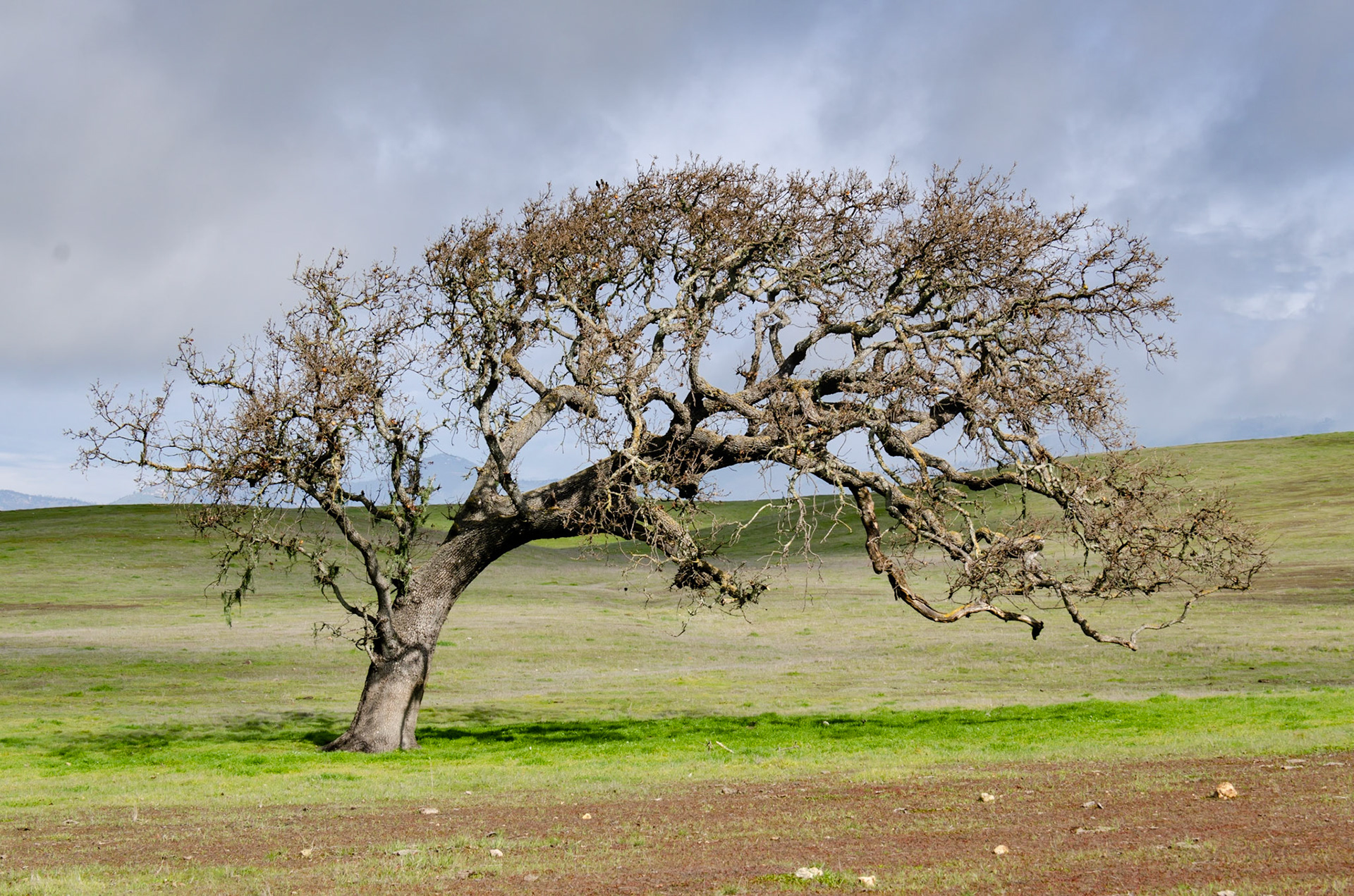 Santa Ynez - California