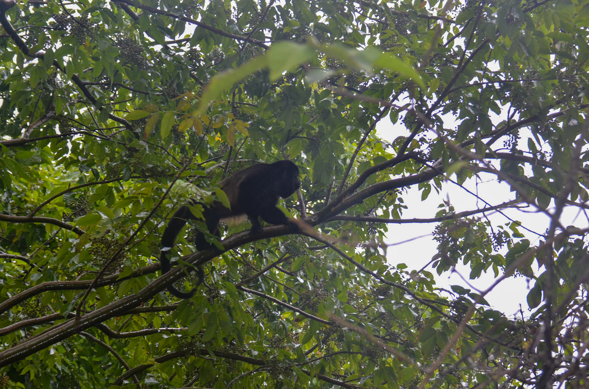 Howler Monkey @ Arenas del Mar, Manuel Antonio, Costa Rica