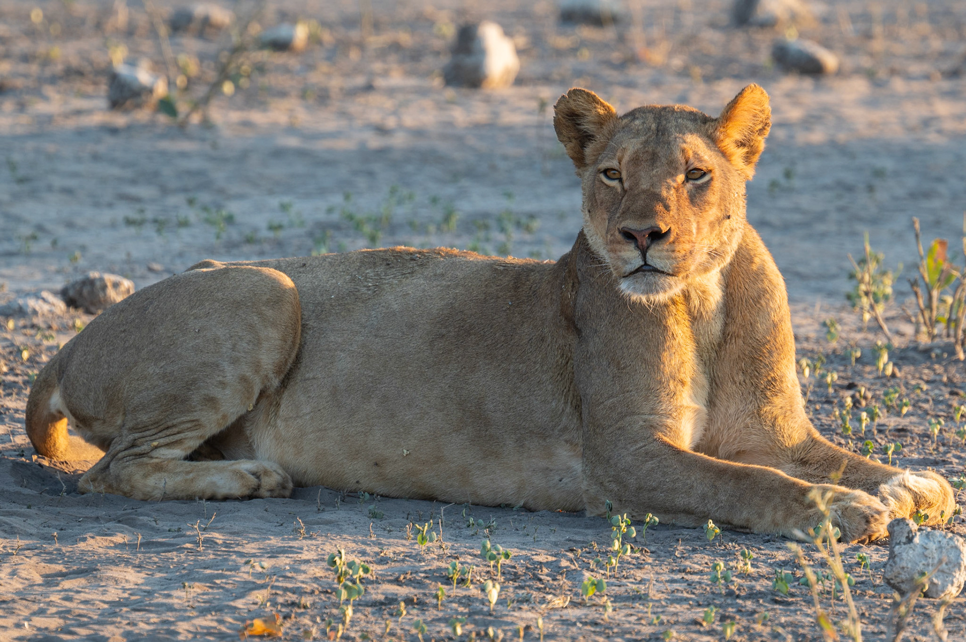 Majestic female lion, Chobe National Park, Botswana, Africa