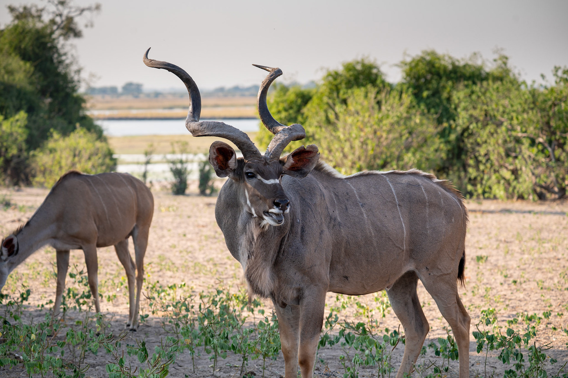 Senior male Kudu, Chobe National Park, Botswana, Africa