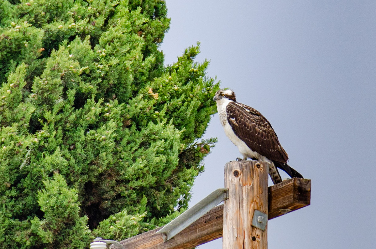 Osprey, Carpinteria Ca