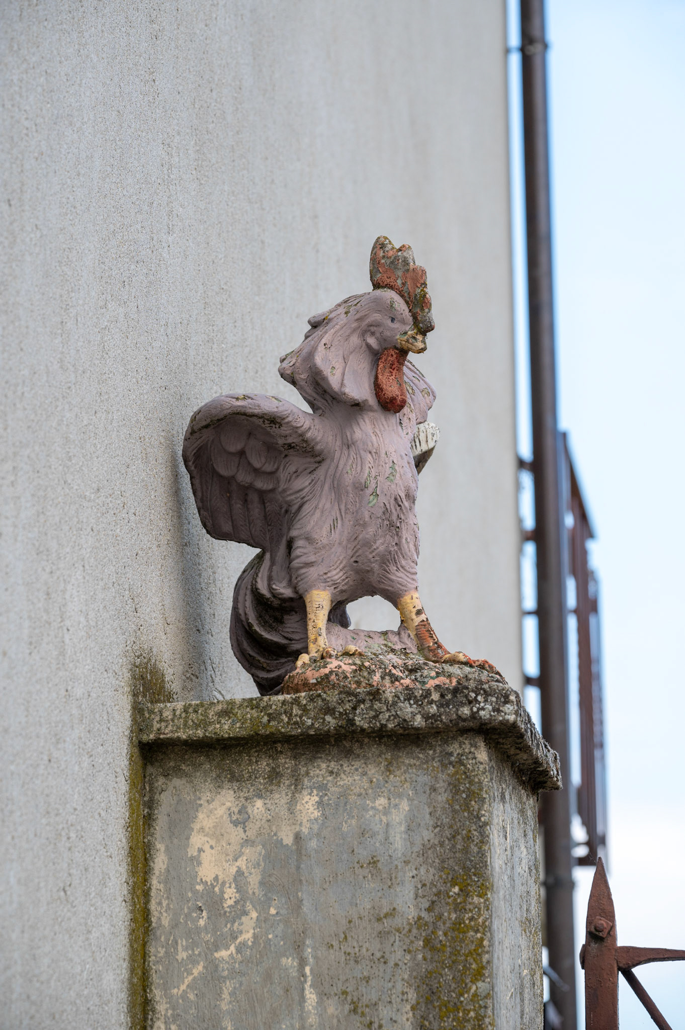 Rooster on guard, Cioccaro Italy