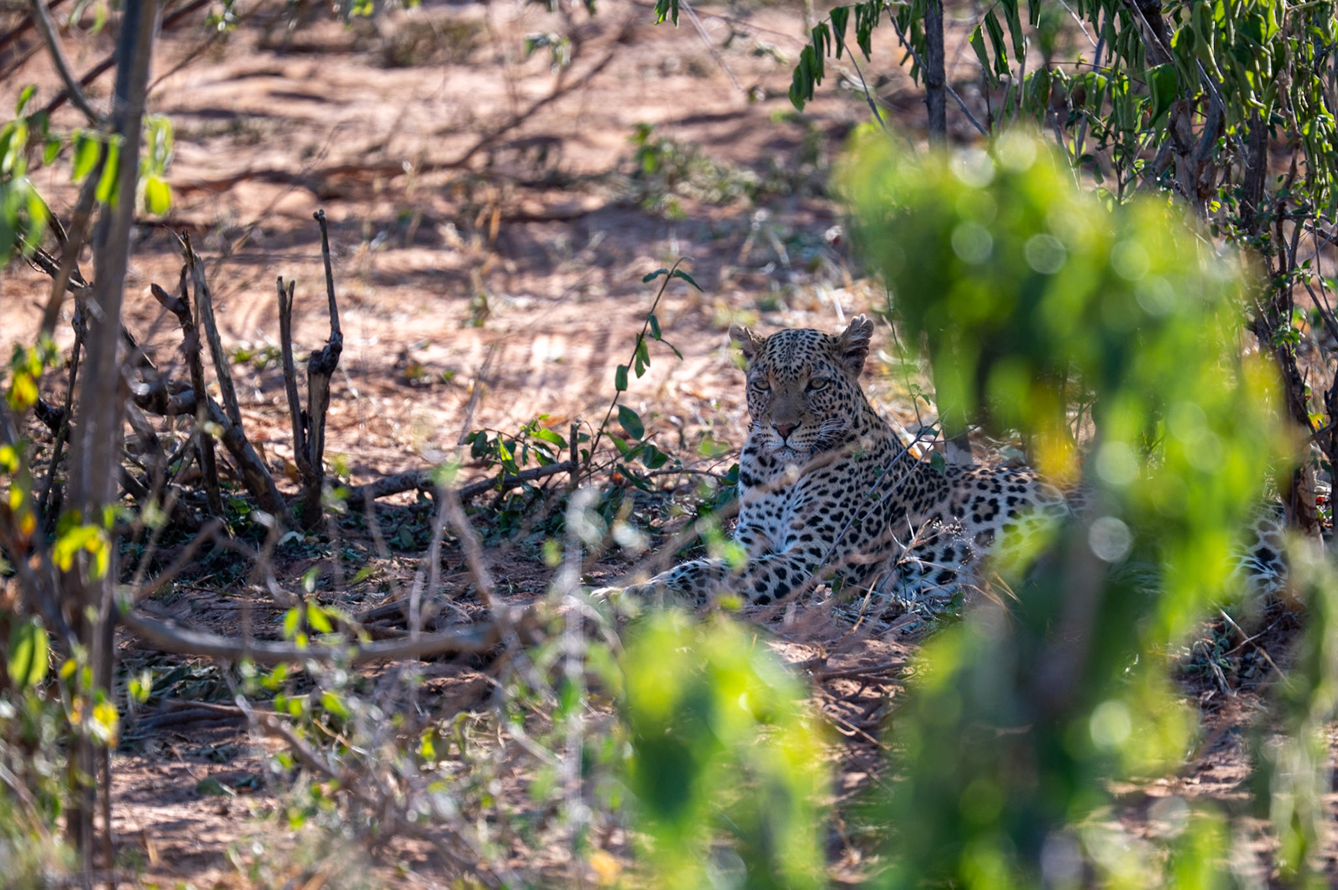 Leopard, Chobe National Park, Botswana, Africa
