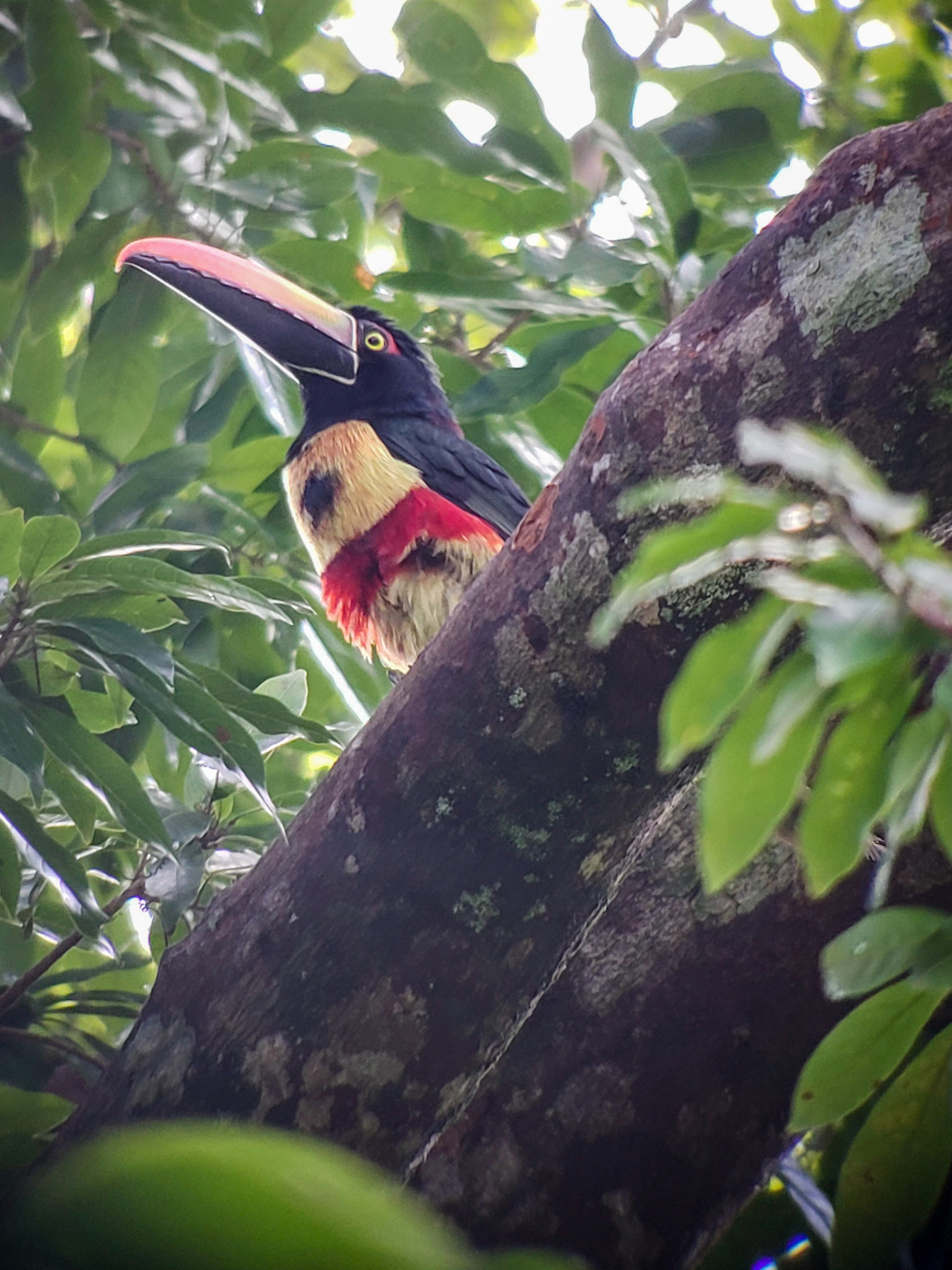 Toucan @ Parque Nacional Manuel Antonio, Costa Rica