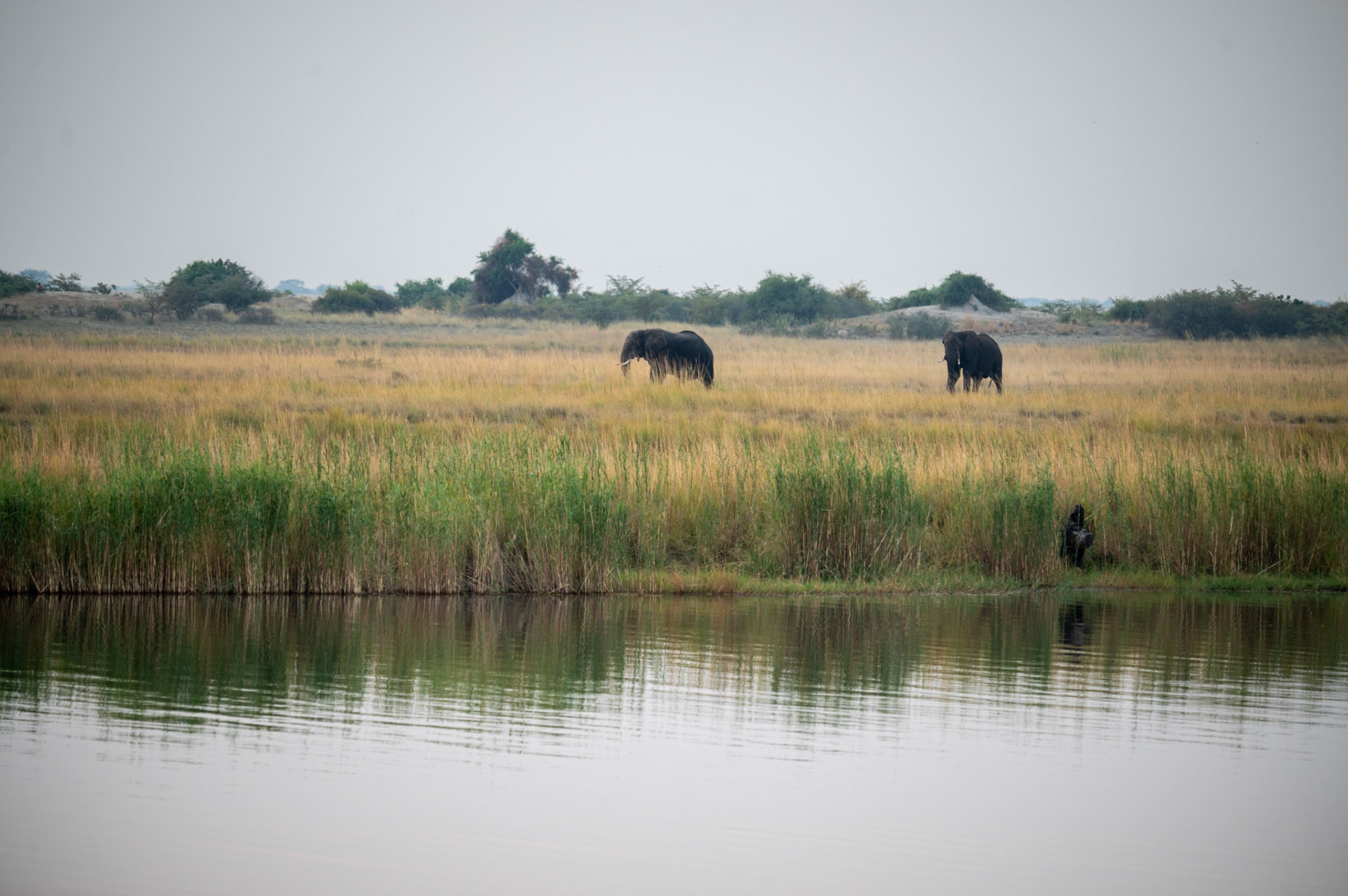 Chobe National Park, Botswana, Africa