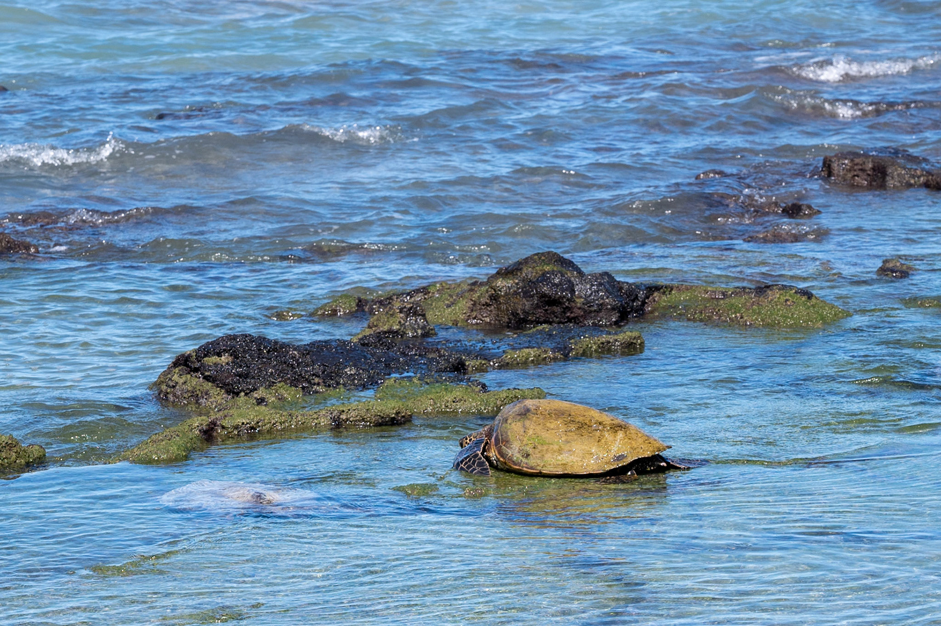 Sea Turtle, Queens Pool, Hawaii