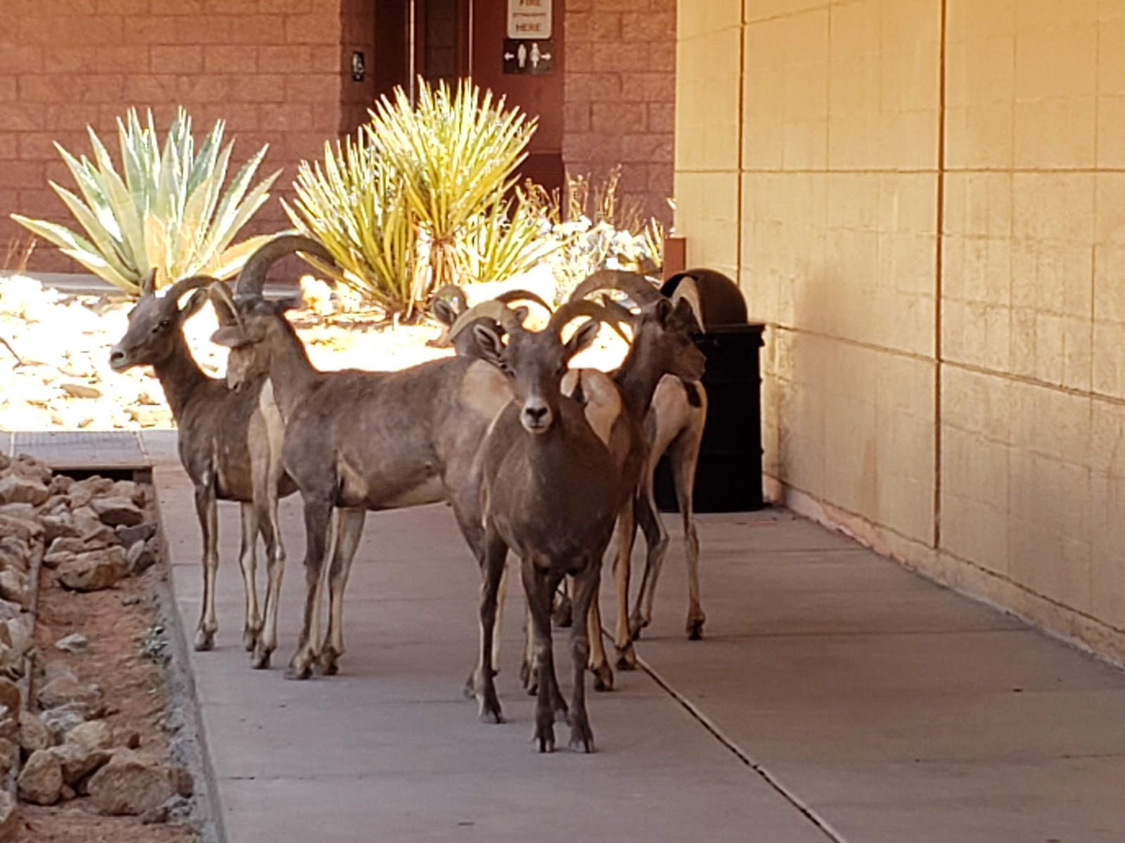 Goats at Valley of Fire, Nevada