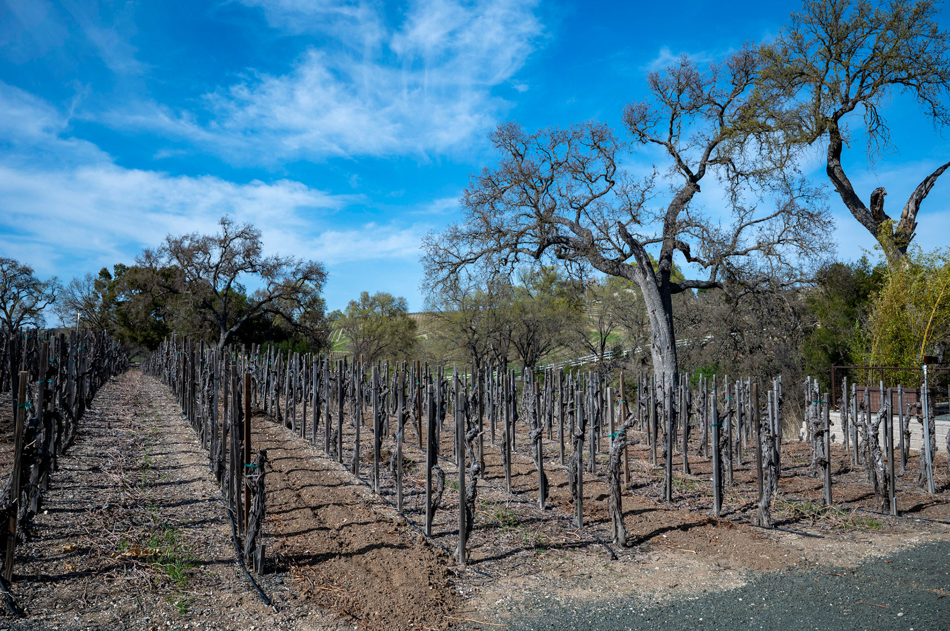 Paso Robles Wine Country, Paso Robles, California