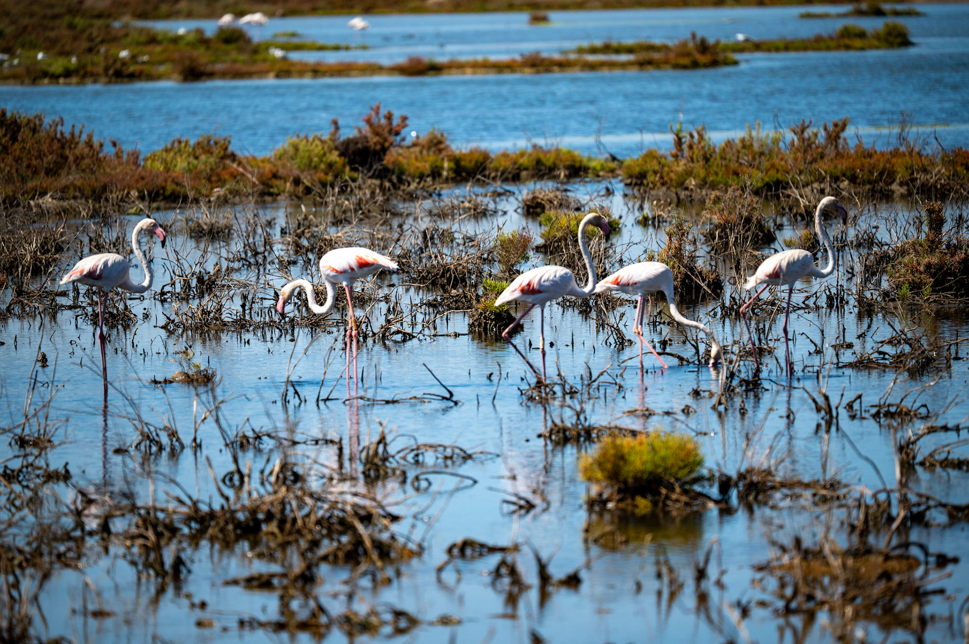 Flamingos @ Rocha Delicada Trail, Alvor Portugal