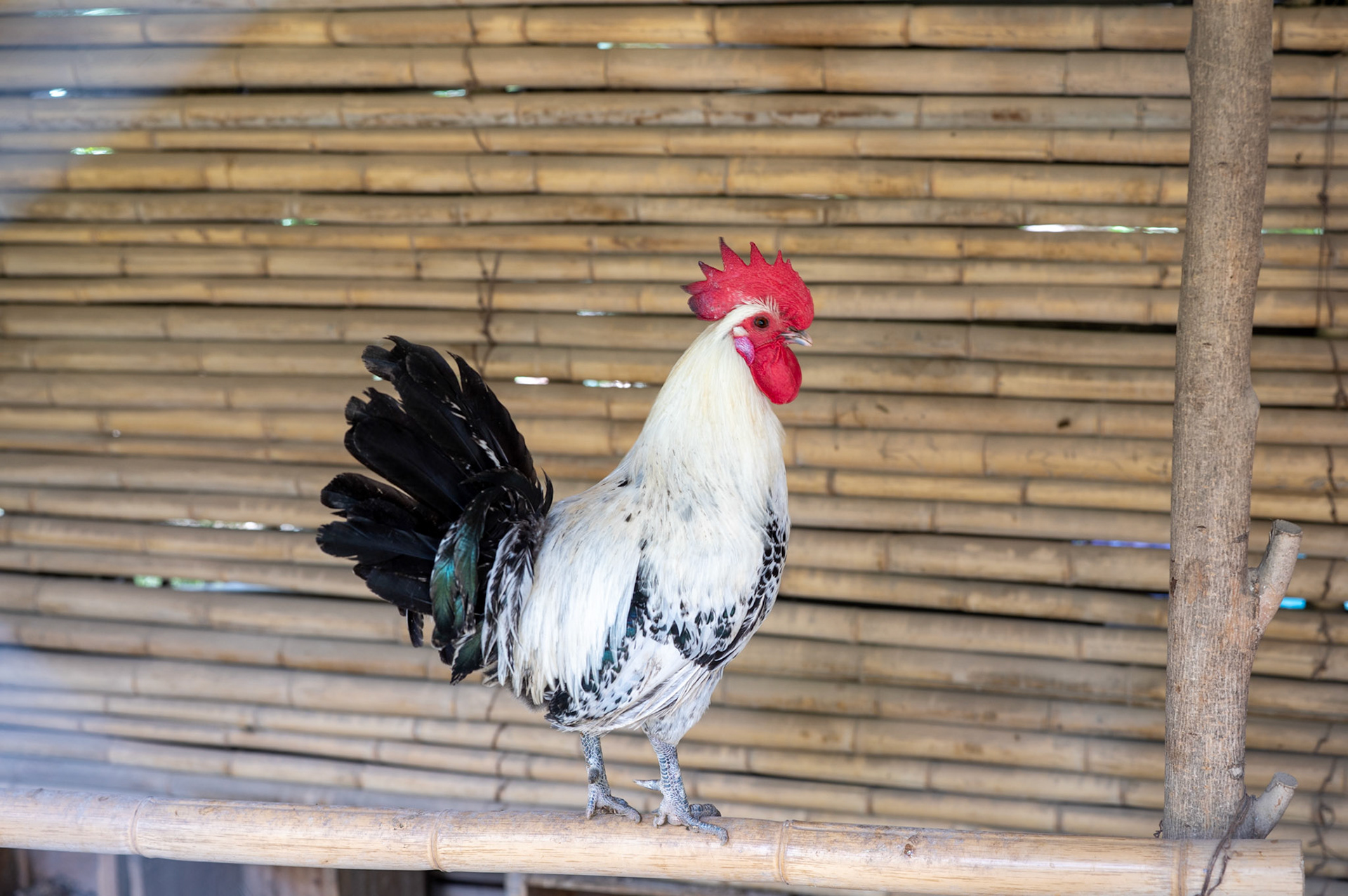 Rooster @ Park Jnan Sbil, Fes Morocco