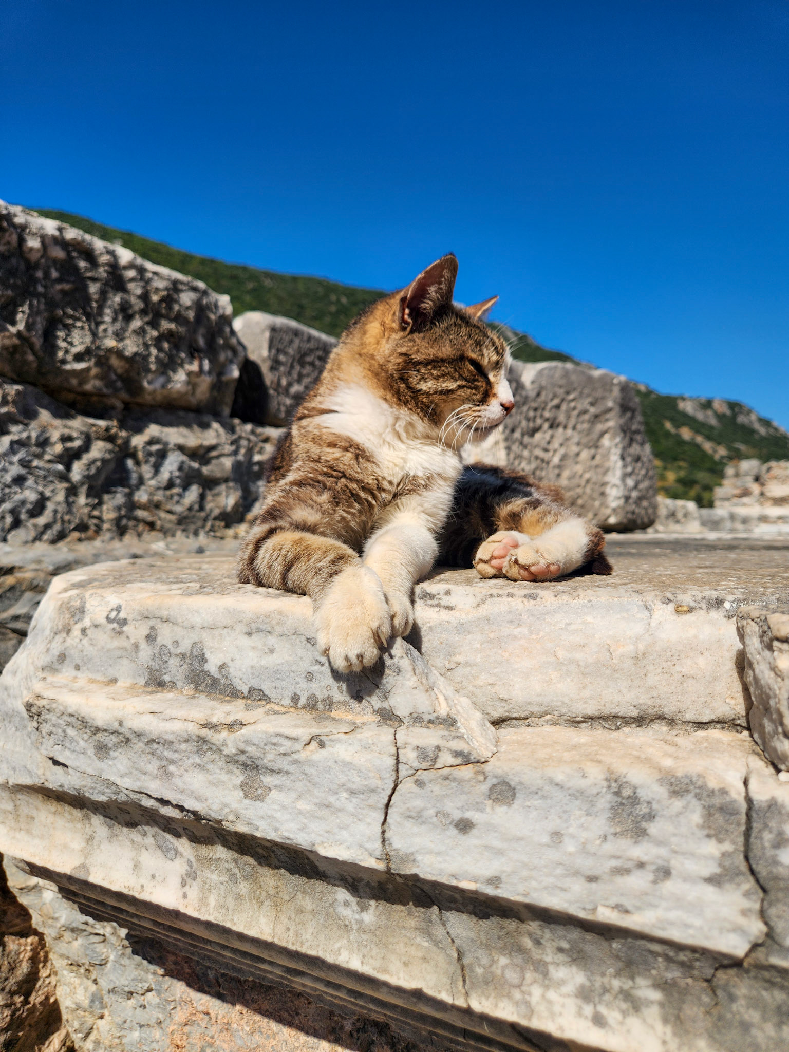 Resident feline @ Ephesus ruins, Selcuk Turkey