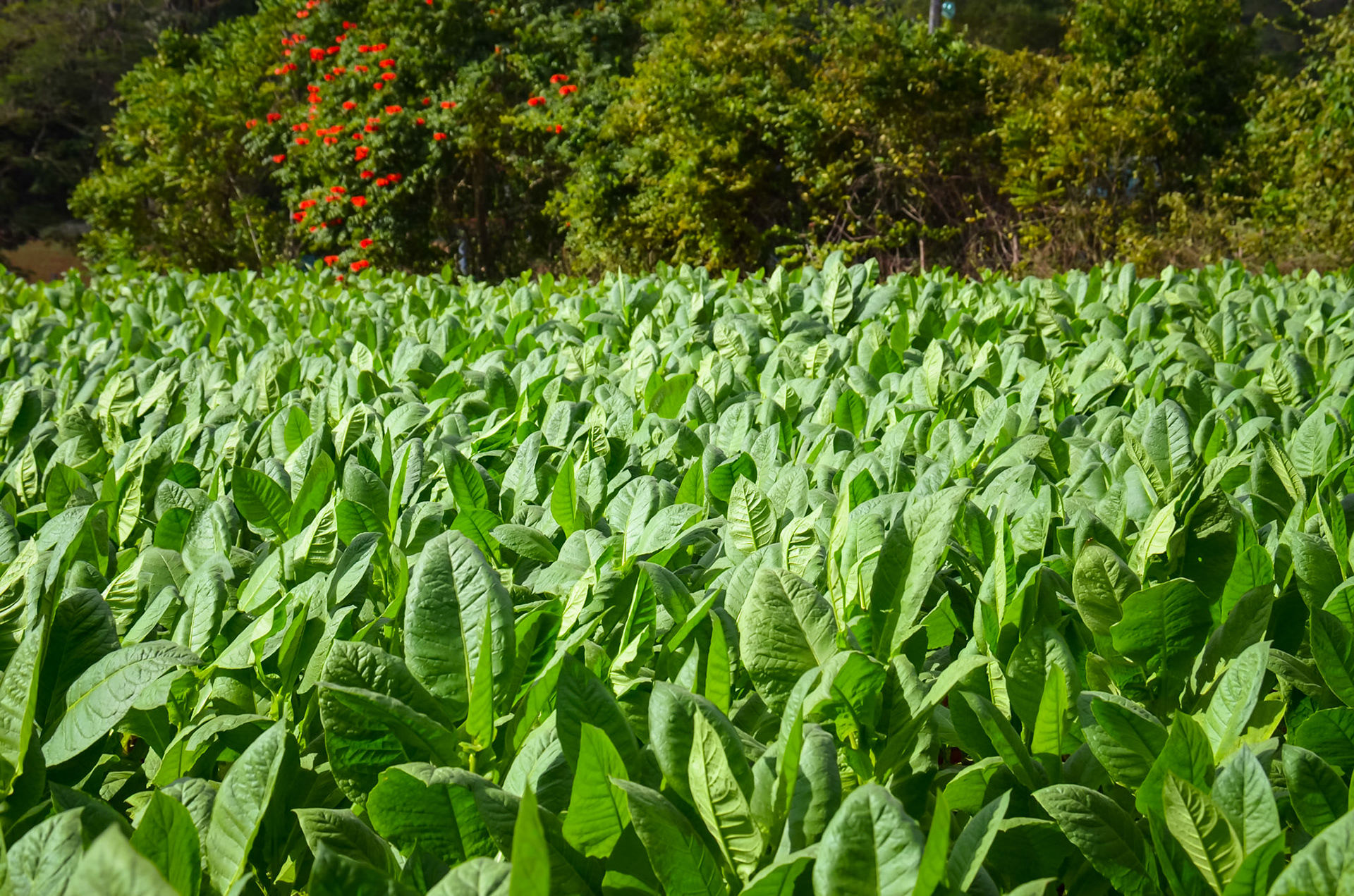 Tobacco field in Pinar del Rio - Cuba