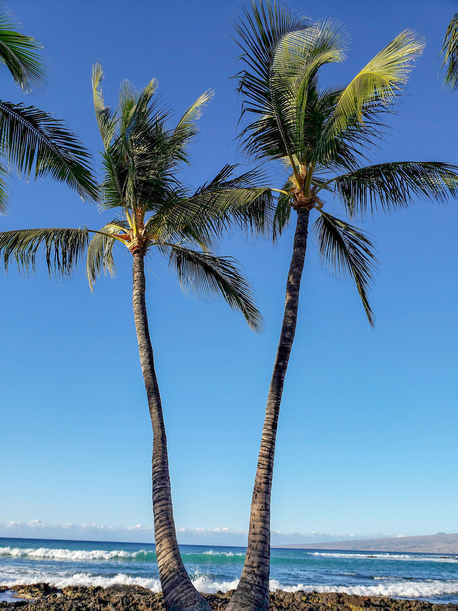 Palms at Lava Lava Beach Club - Hawaii