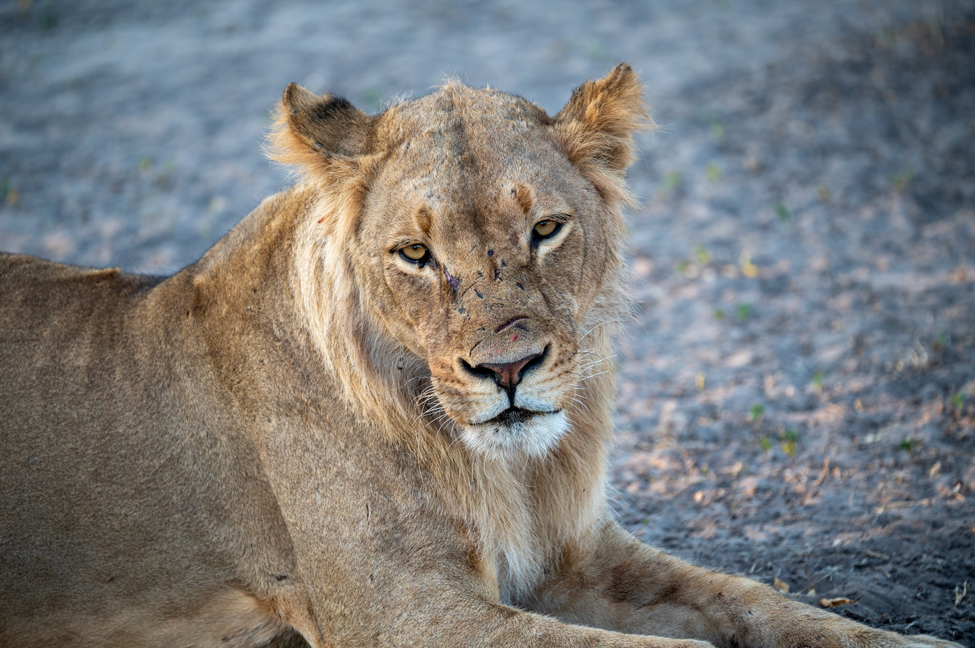 Battle scared male lion, Chobe National Park, Botswana, Africa