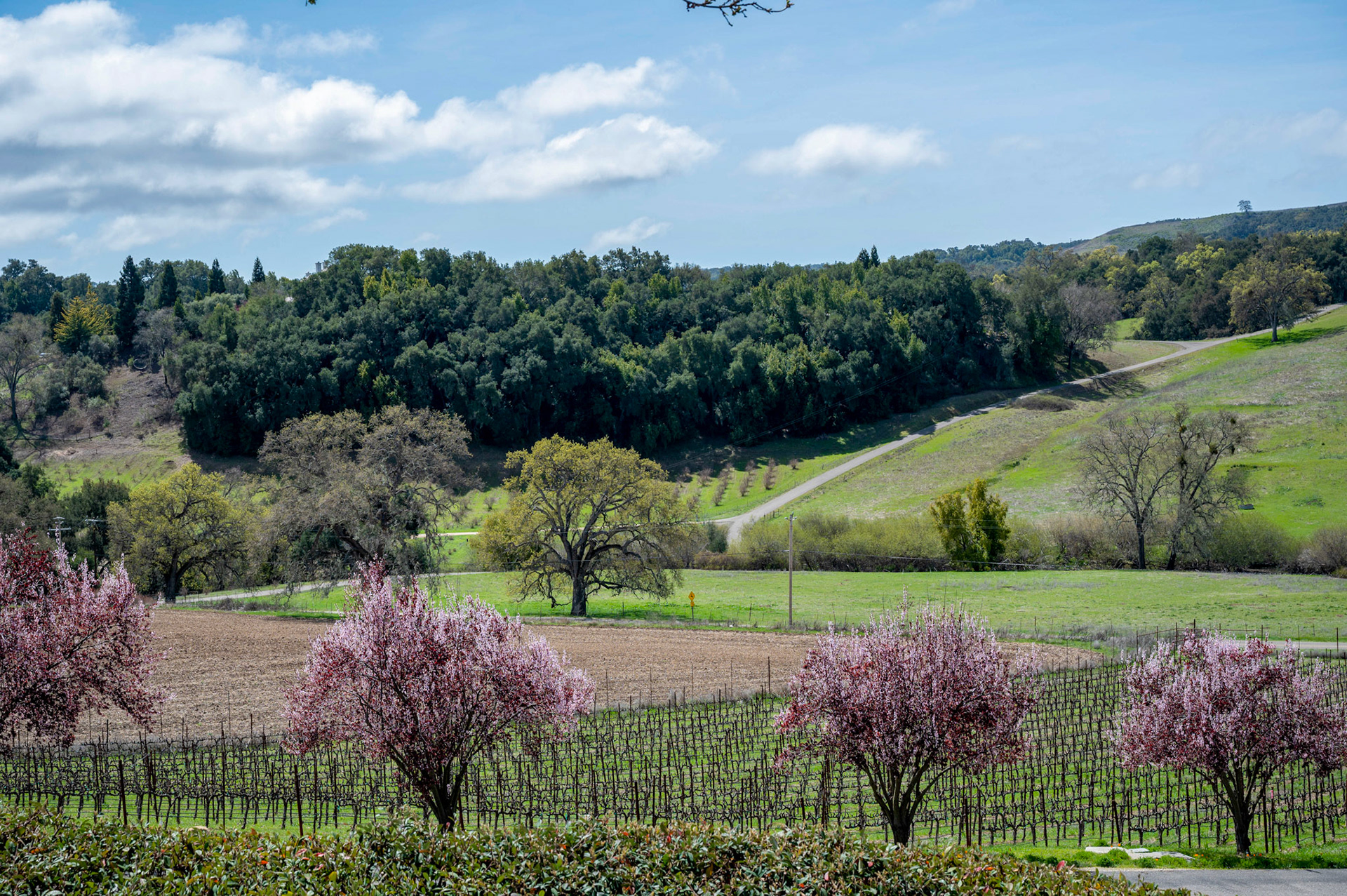 Paso Robles Wine Country, Paso Robles, California