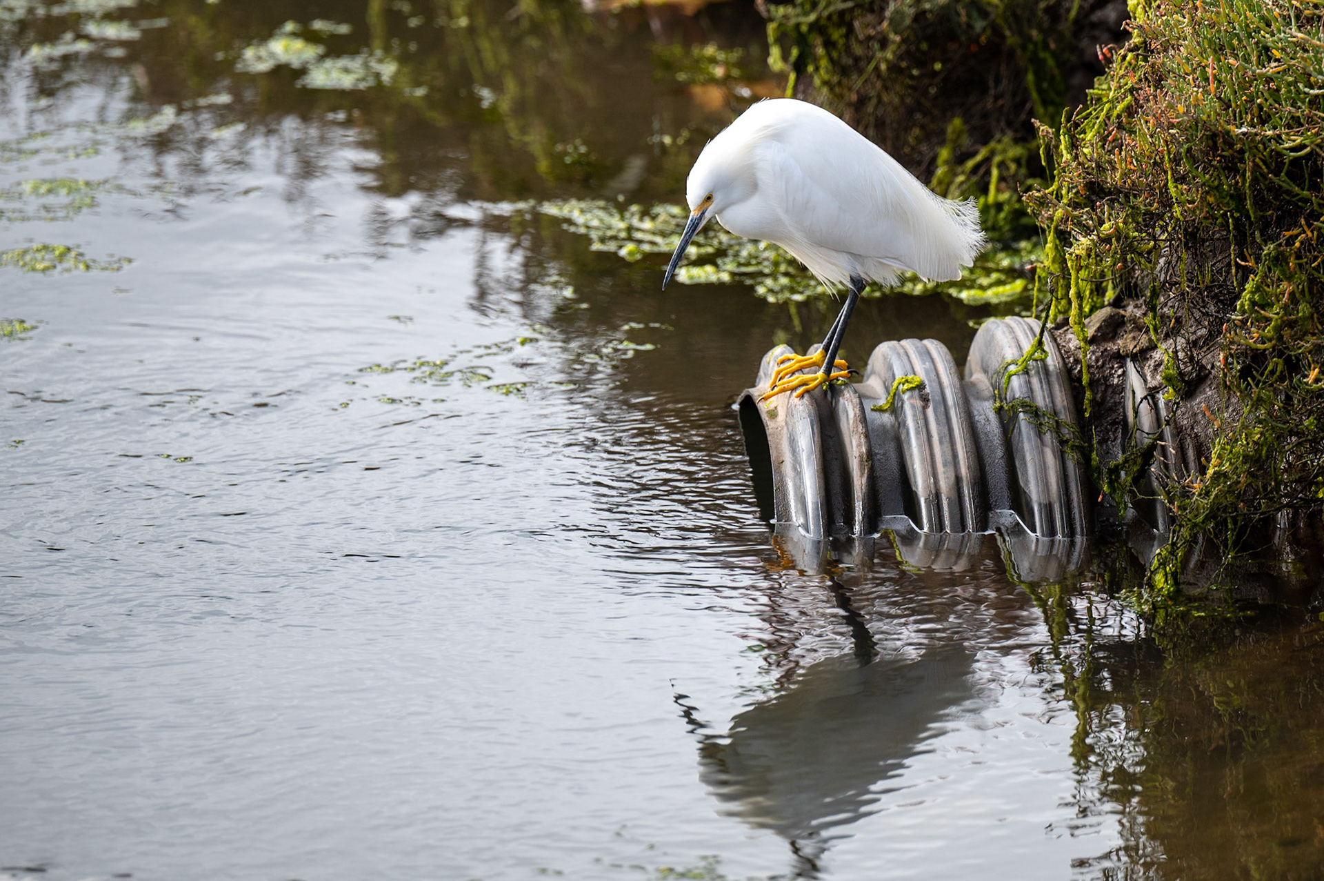 Carpinteria Salt Marsh, Carpinteria, California