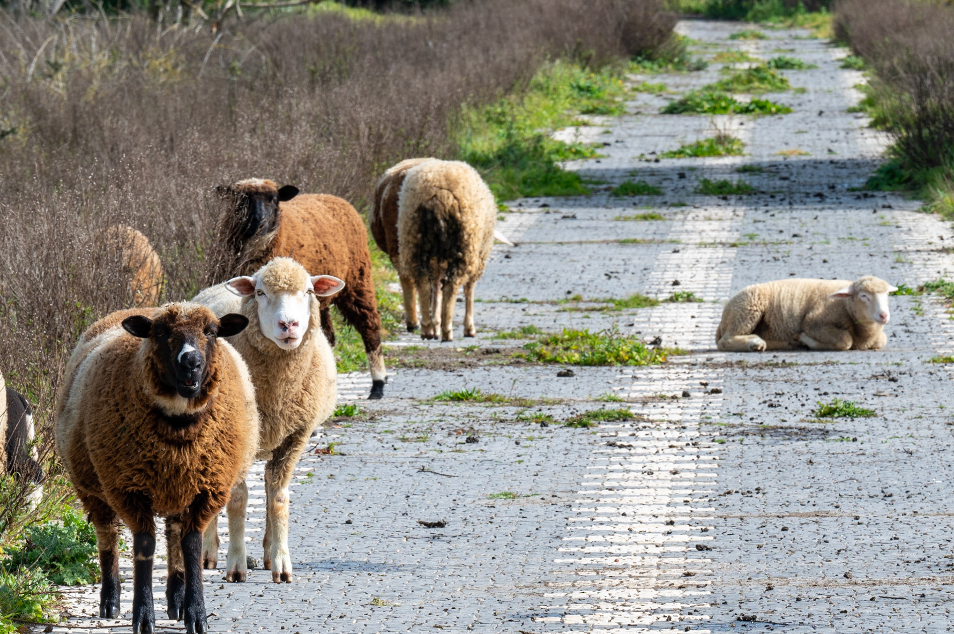 Sheep, Alvor Portugal