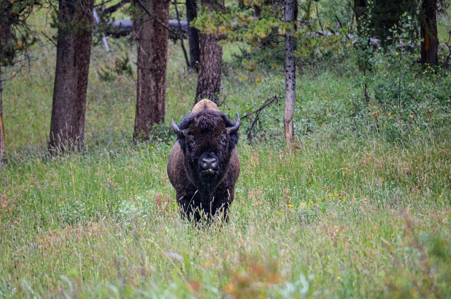 Yellowstone National Park