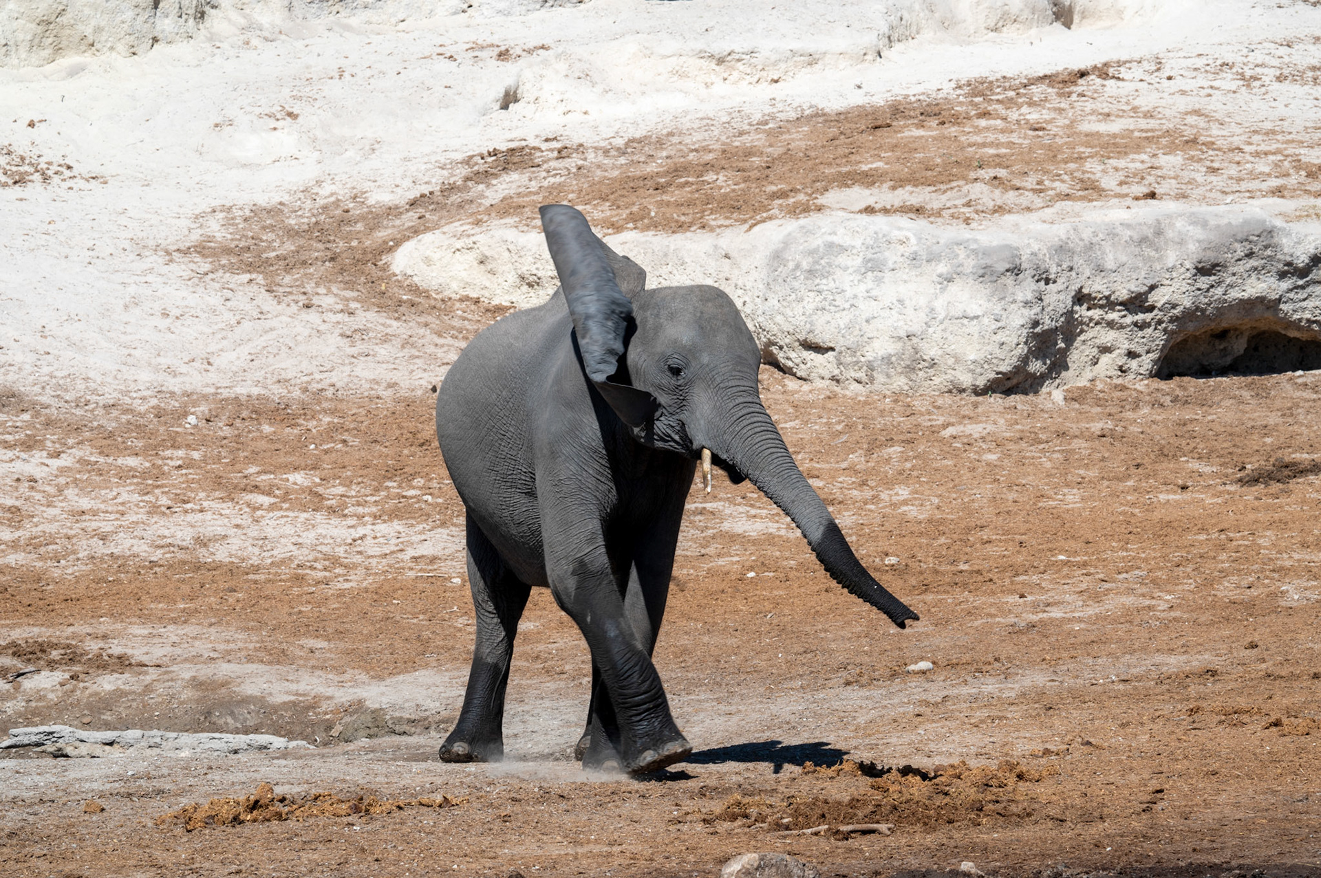 Playful baby elephant, Chobe National Park, Botswana, Africa
