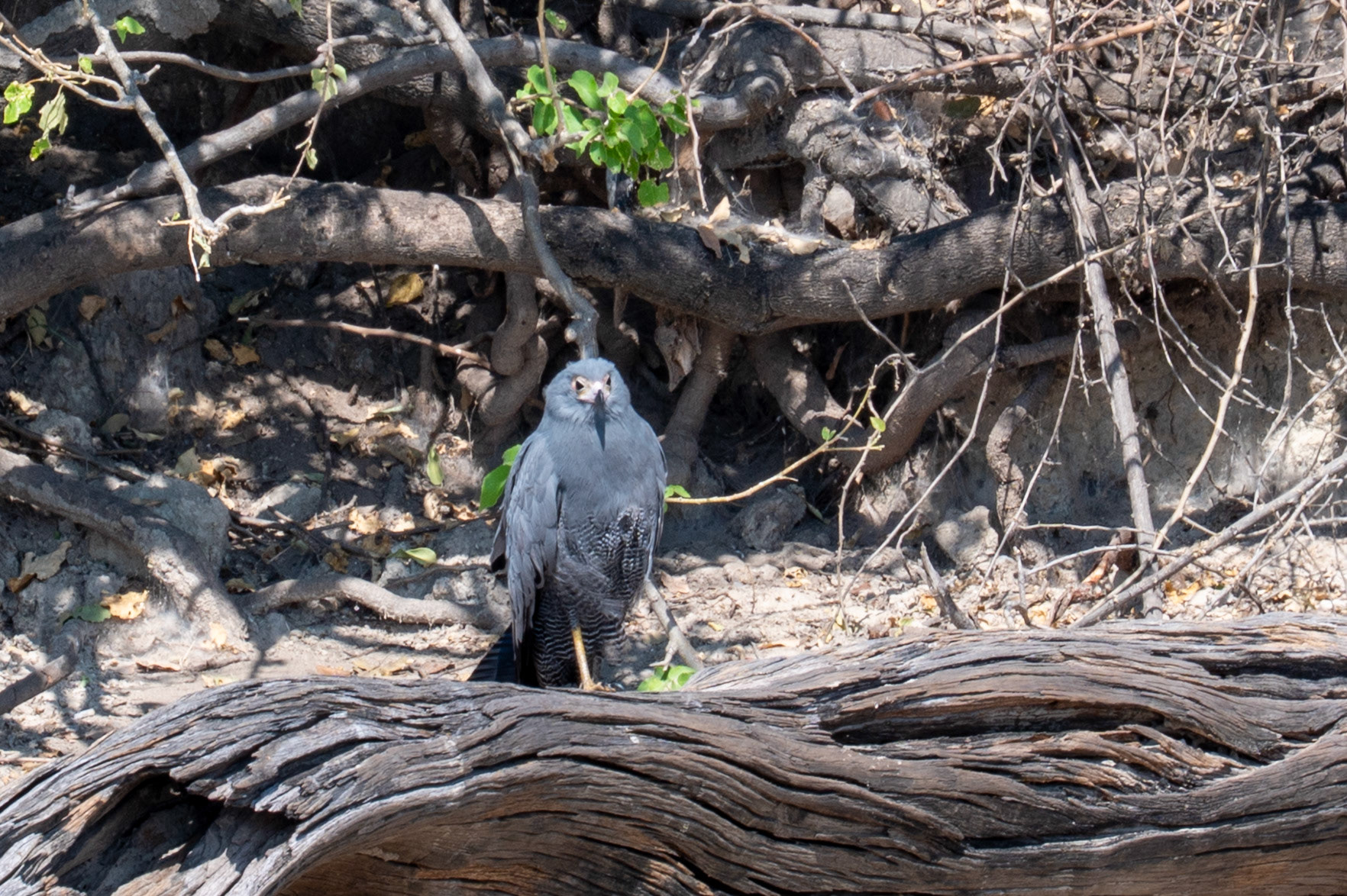 African Harrier-Hawk, Chobe National Park, Botswana, Africa