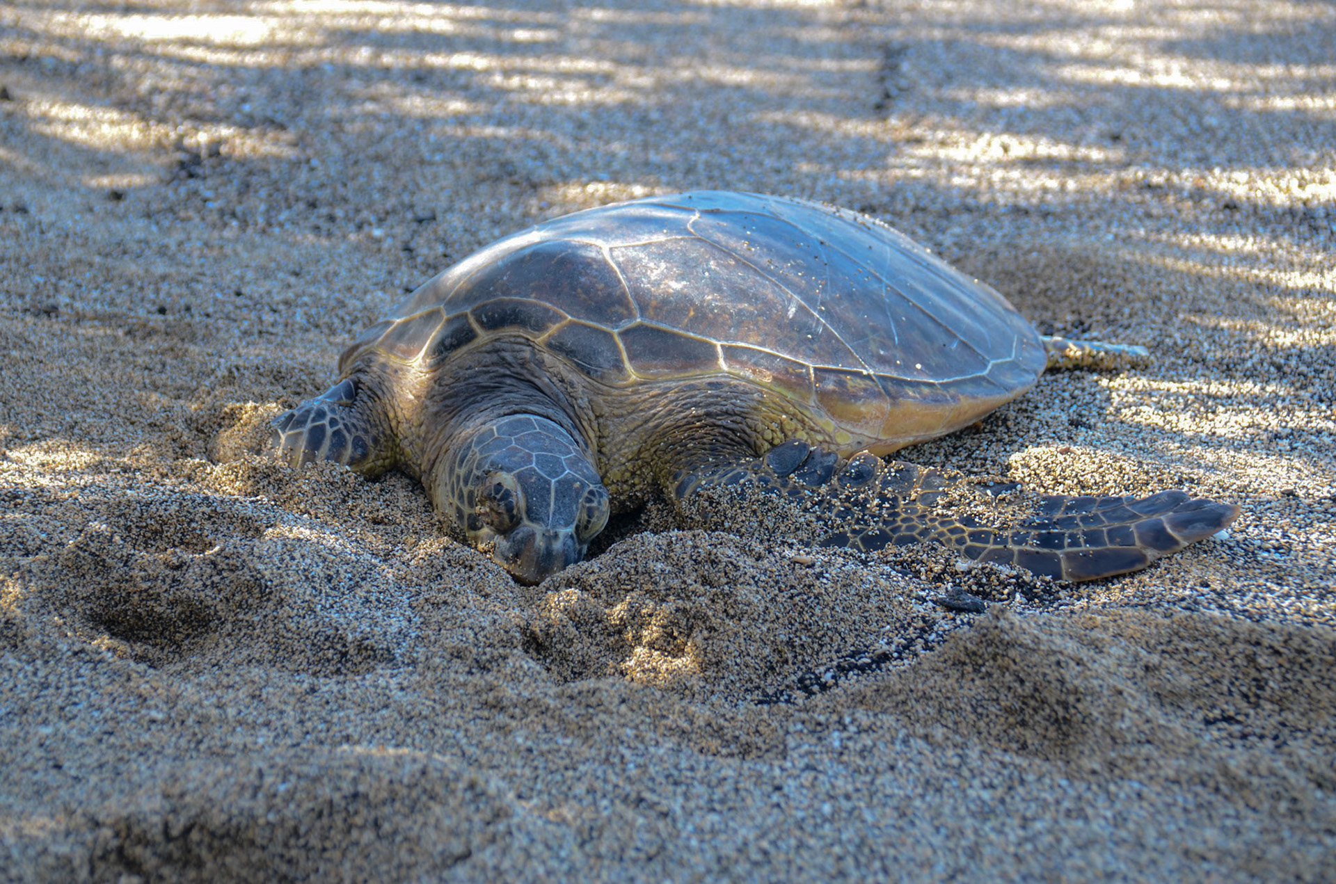 Sea turtle resting at Anaehoʻomalu - Hawaii