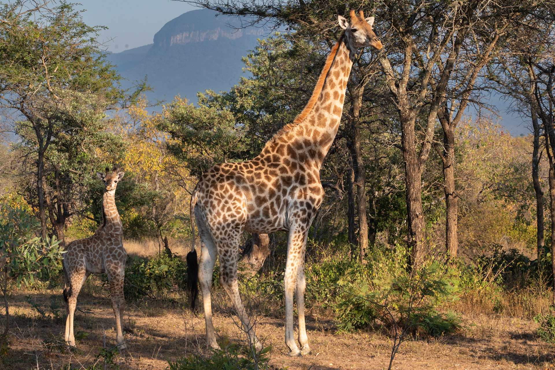 Giraffe and Baby @ AM Game Park near Kruger, South Africa