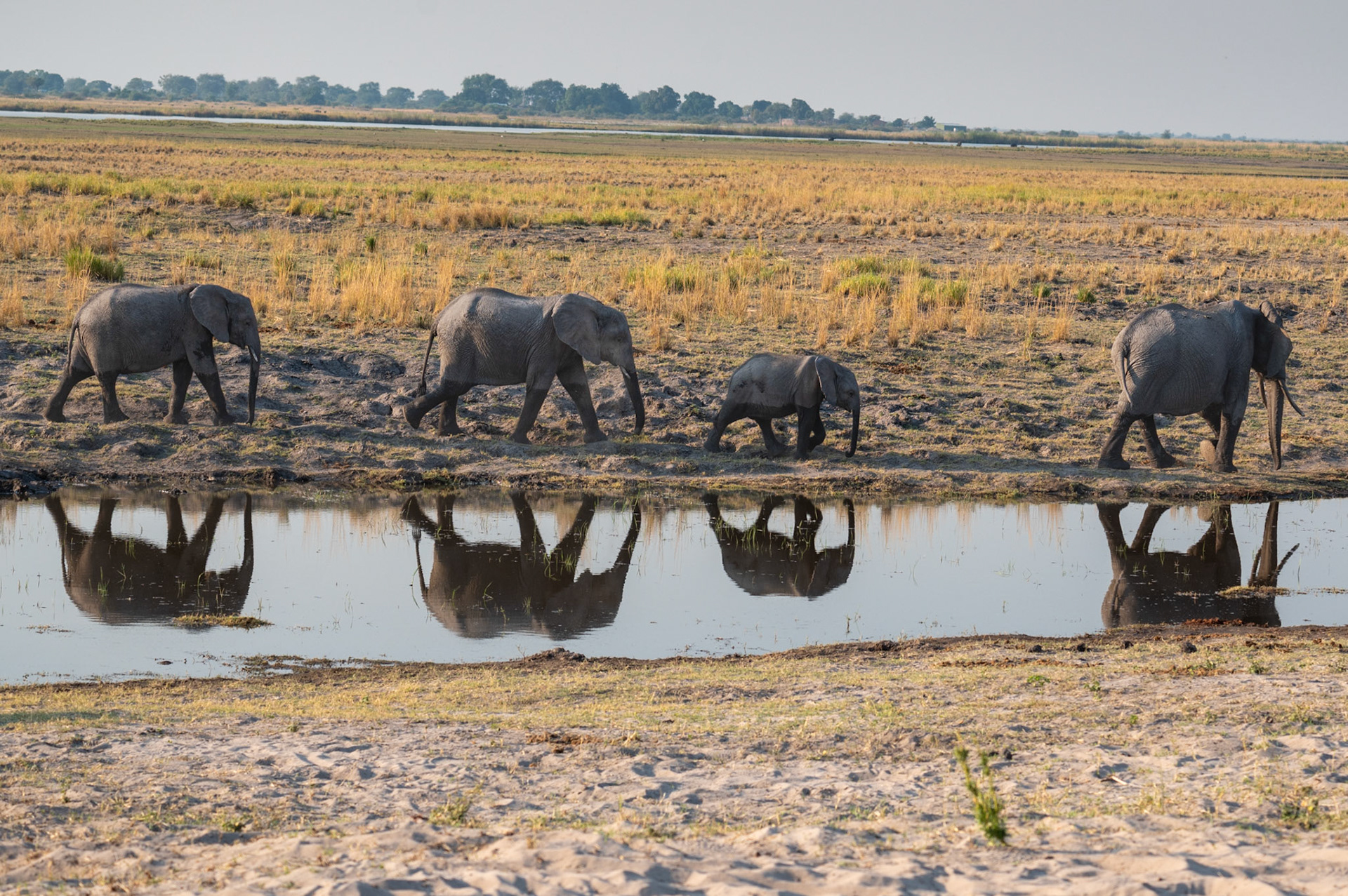 Elephant family, Chobe National Park, Botswana, Africa