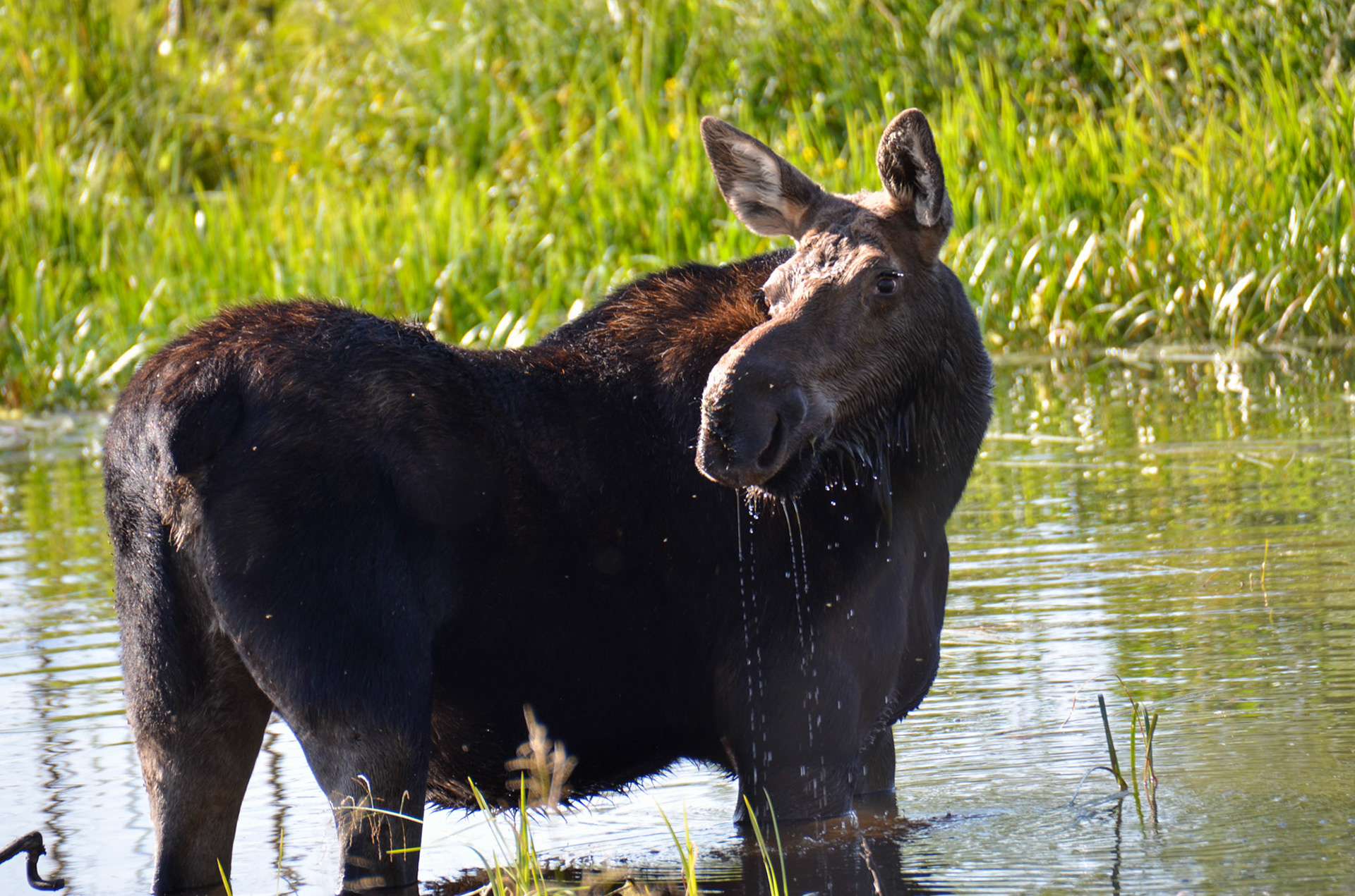 Jackson Hole Wyoming