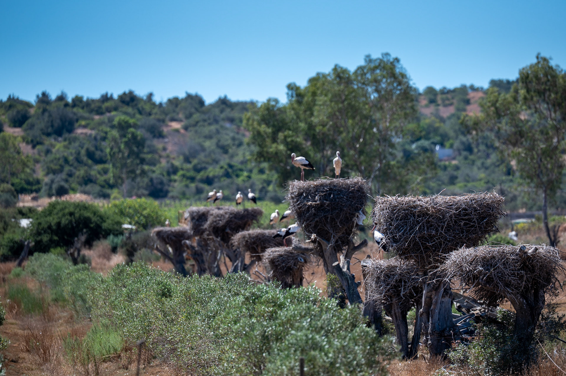 Storks nesting, Odiiaxere Portugal
