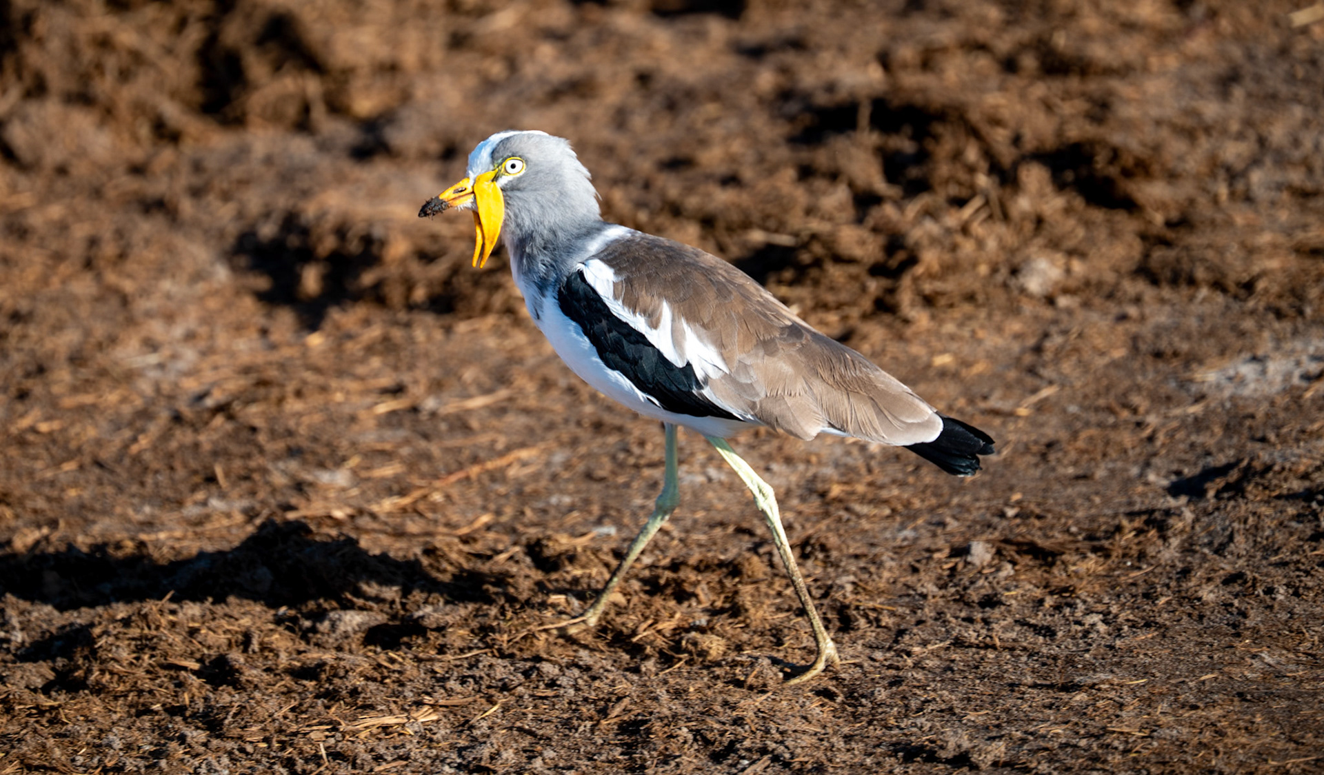 White-crowned lapwing, Chobe National Park, Botswana, Africa