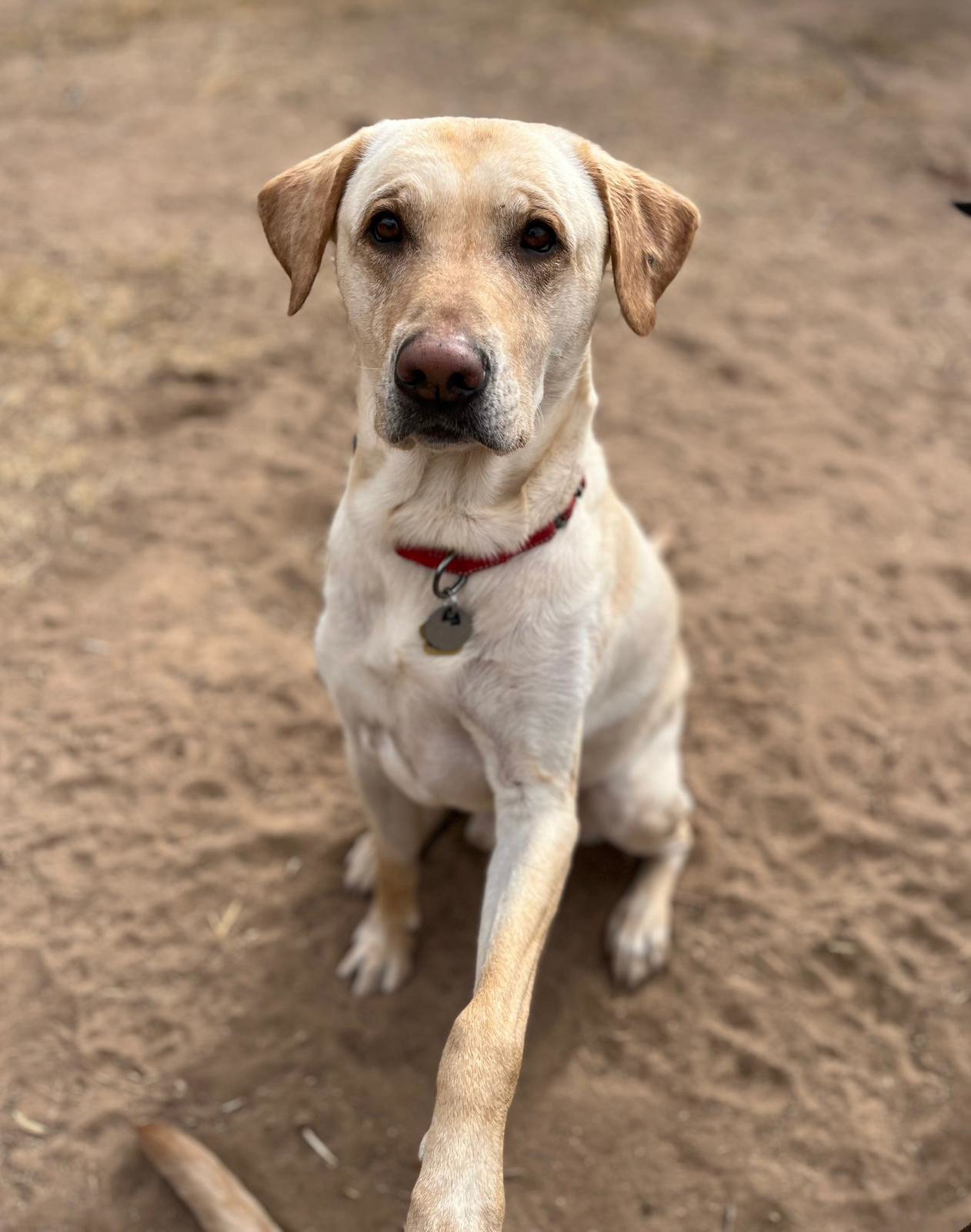 Dan's dog Luke