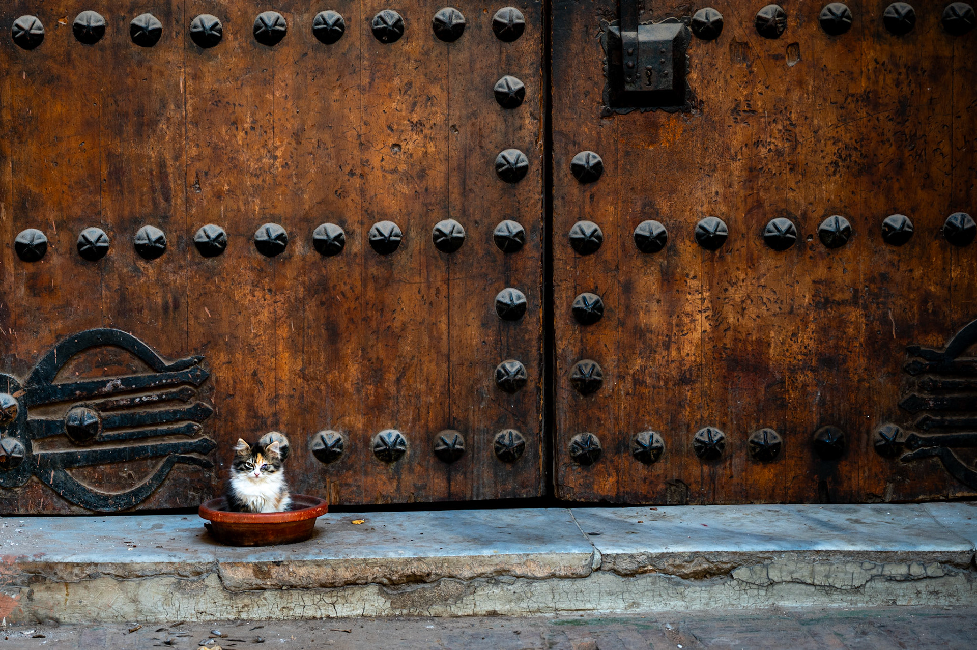 Cats of the Medina, Marrakech Morocco