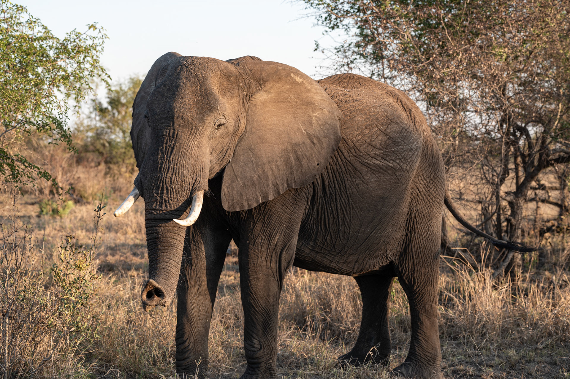 Elephant @ Manyeleti Game Reserve, South Africa