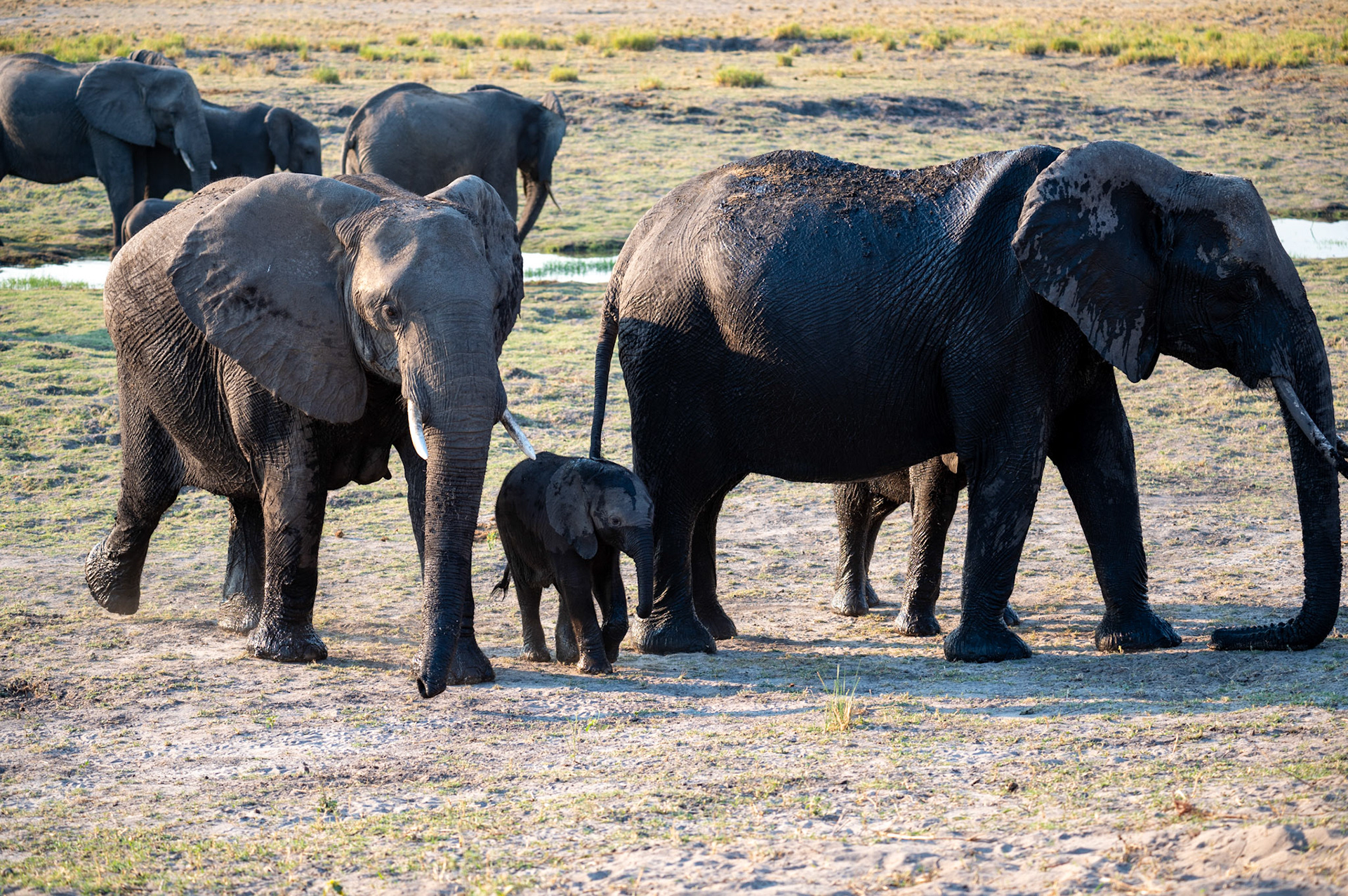 Elephant family, Chobe National Park, Botswana, Africa