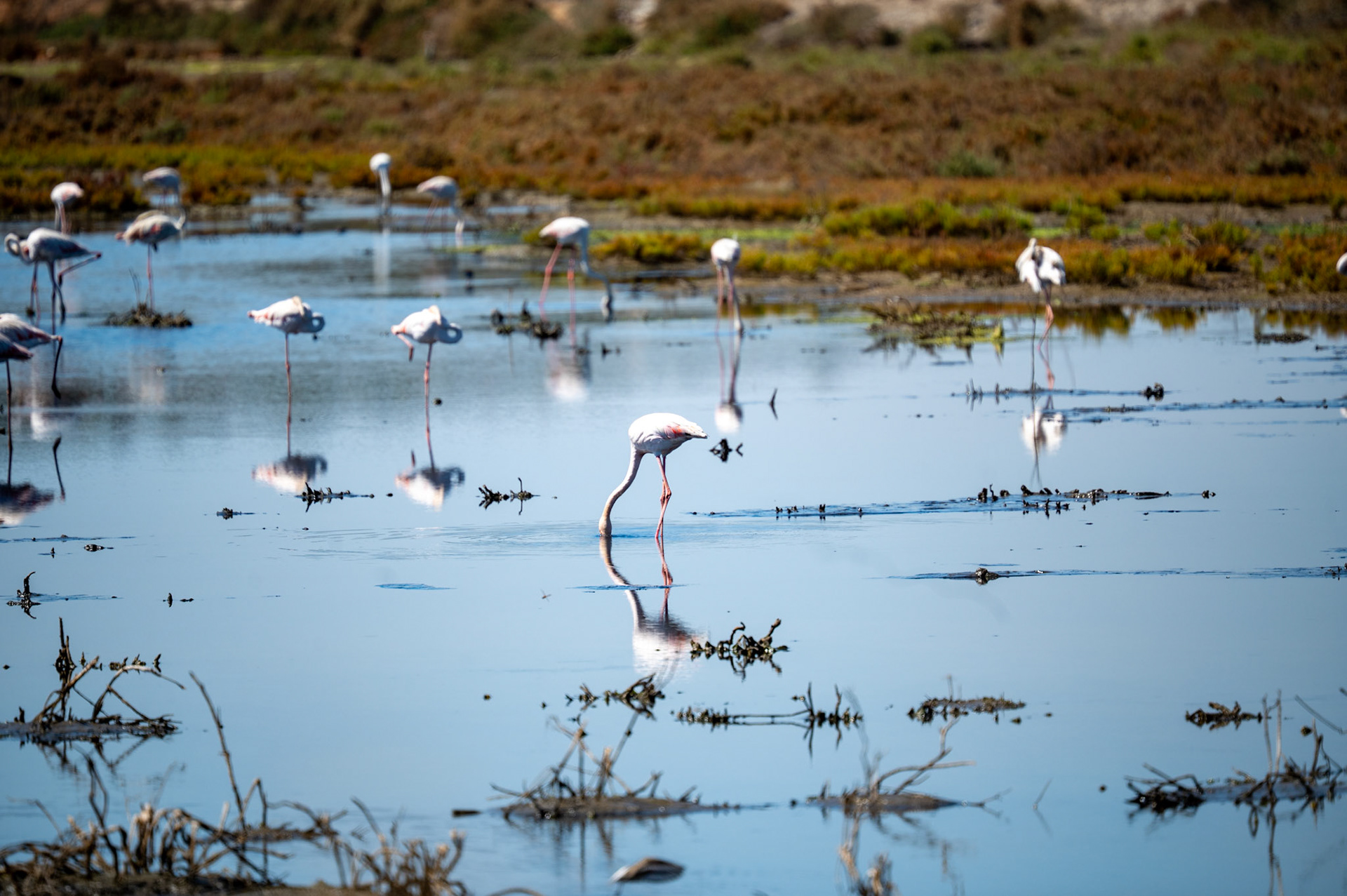 Flamingos @ Rocha Delicada Trail, Alvor Portugal