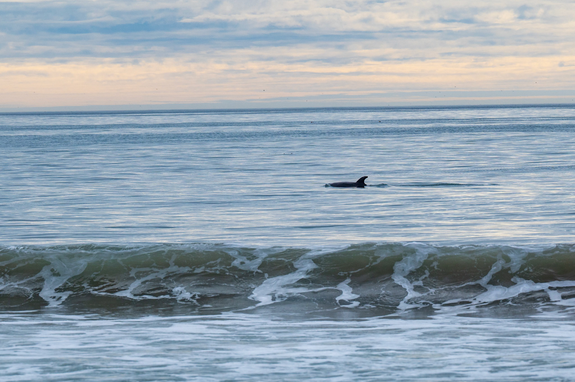 Dolphin @ Carpinteria Beach, Carpinteria, California