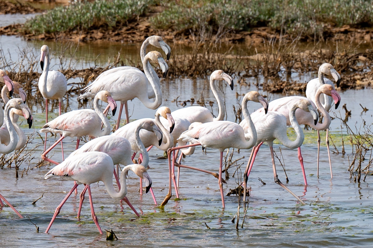Wild Flamingos, Alvor Portugal