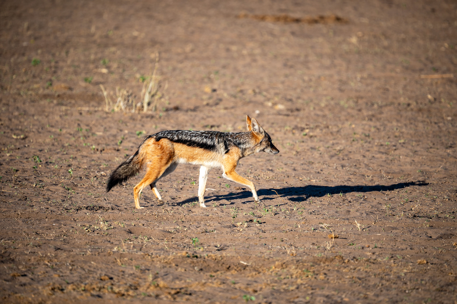 Jackel, Chobe National Park, Botswana, Africa