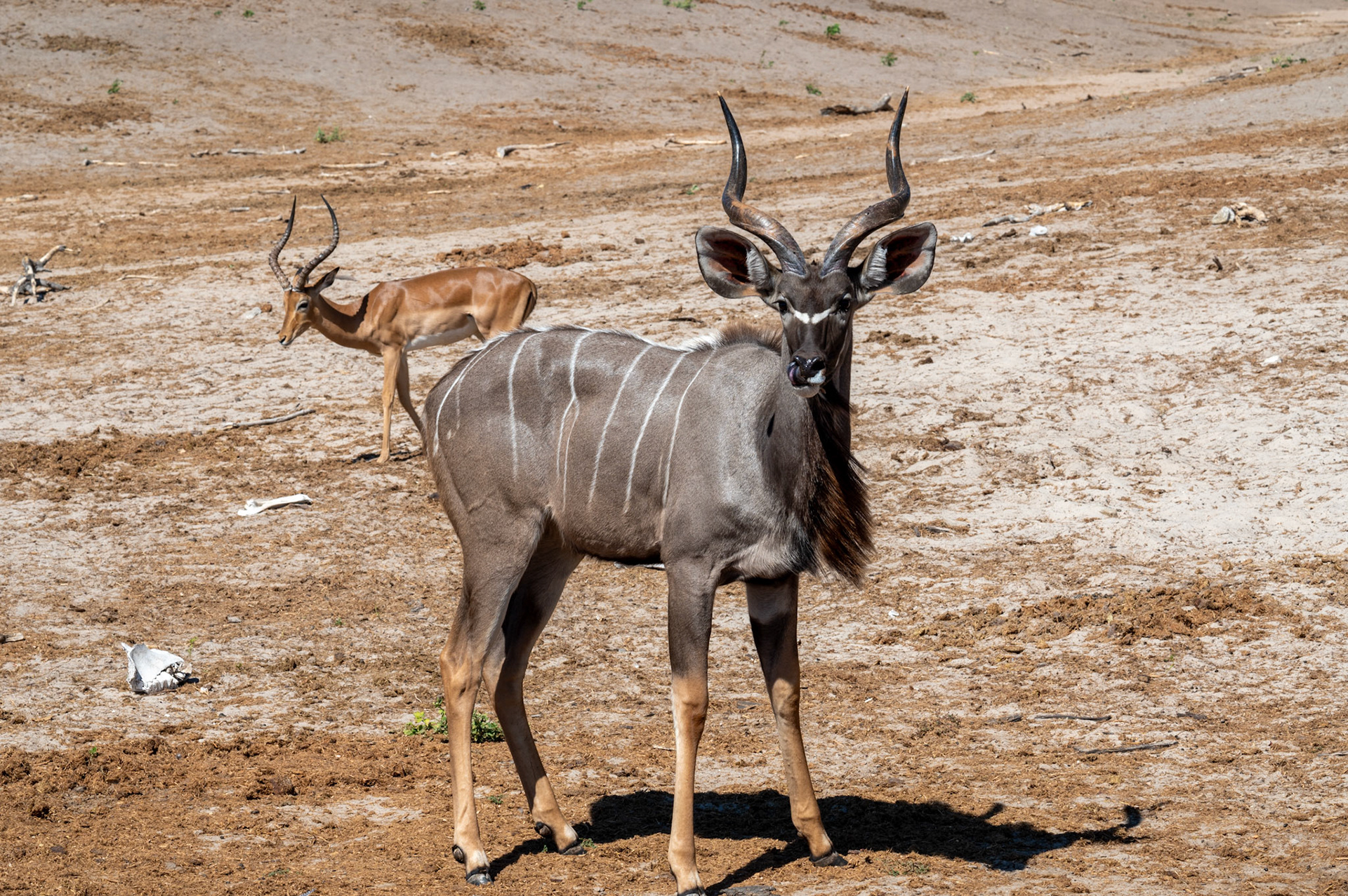 Kudu and Impala at the watering hole, Chobe National Park, Botswana, Africa