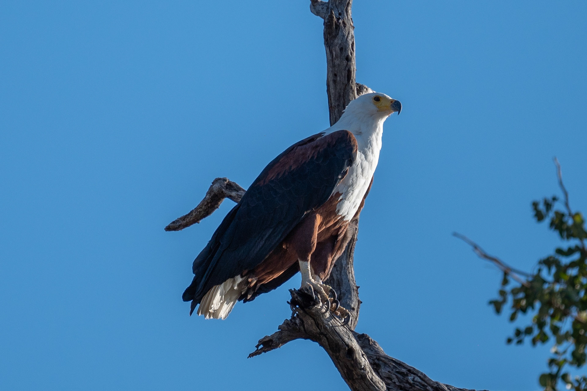 African fish eagle, Chobe National Park, Botswana, Africa
