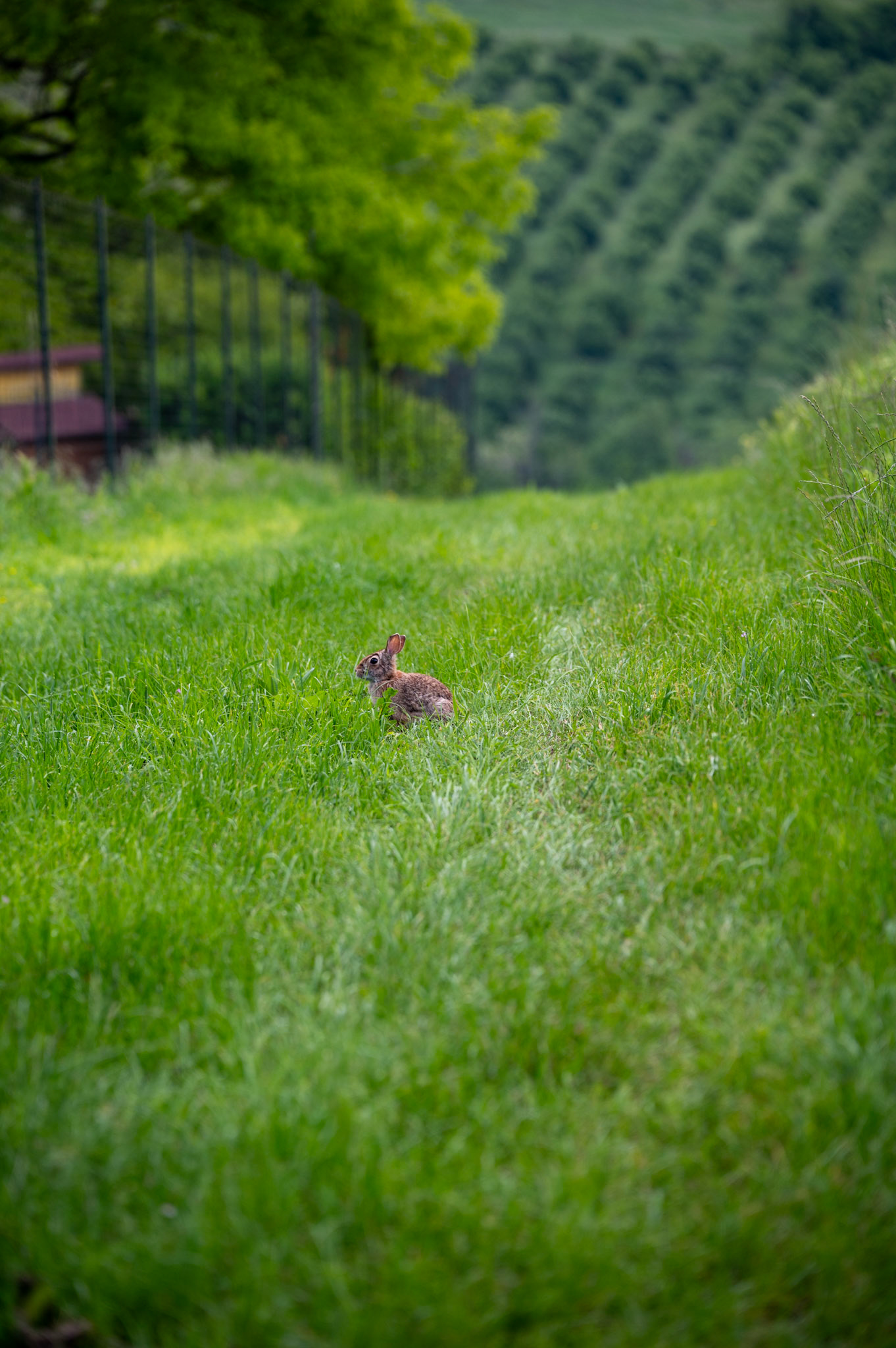 Wild Rabbit, near Cioccaro Italy