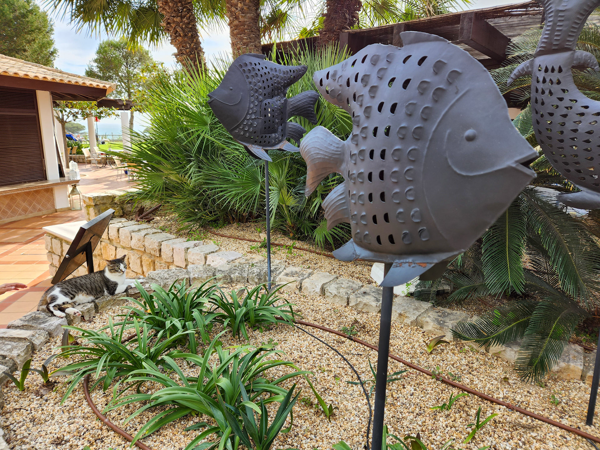 Cat keeping an eye on the fish, Olhos de Agua, Portugal